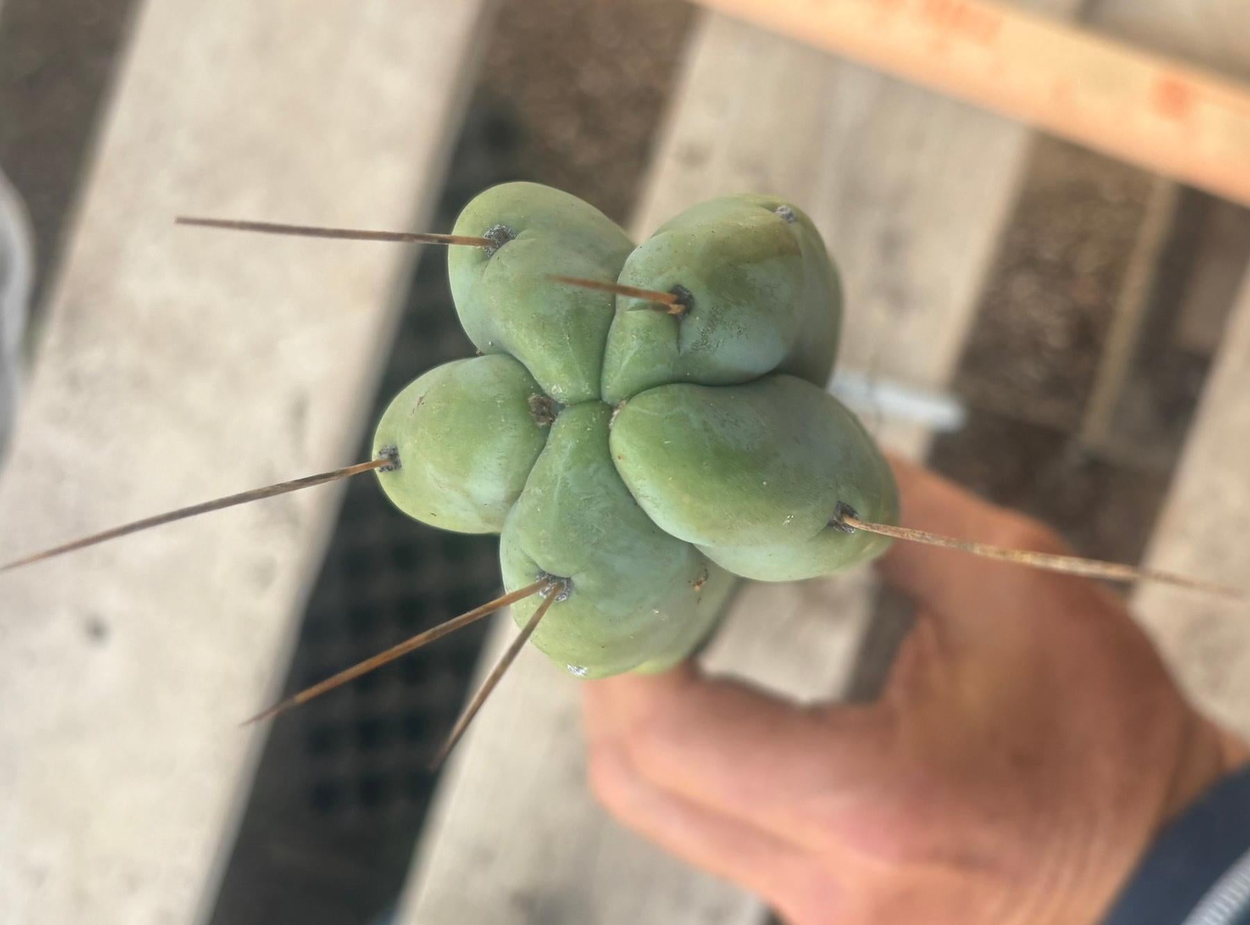 #EC246 EXACT Trichocereus Bridgesii Jiimz Twin Spine LONG Cactus Cuttings-Cactus - Large - Exact-The Succulent Source