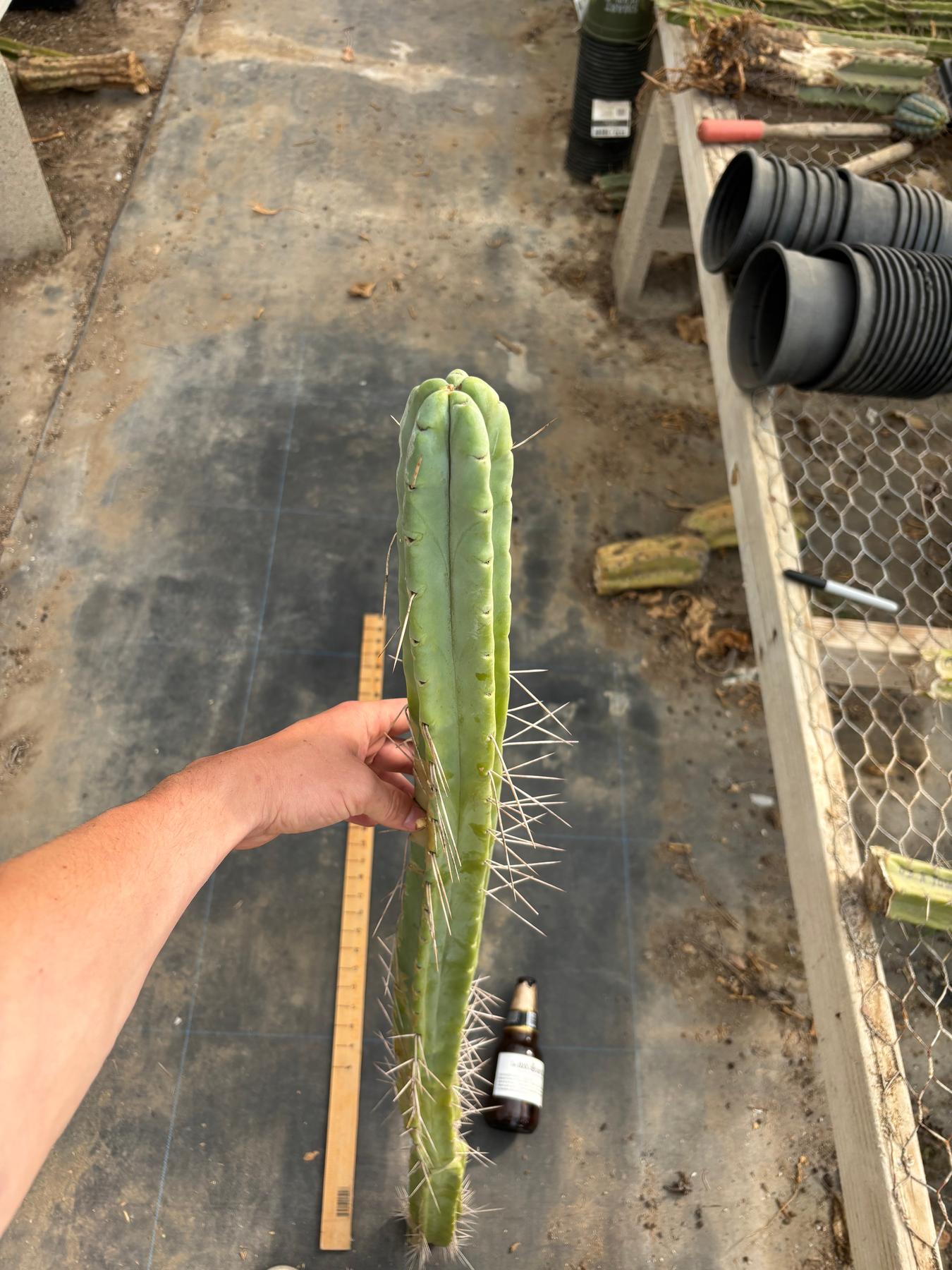 #EC246 EXACT Trichocereus Bridgesii Jiimz Twin Spine LONG TLC Cactus Cuttings-Cactus - Large - Exact-The Succulent Source