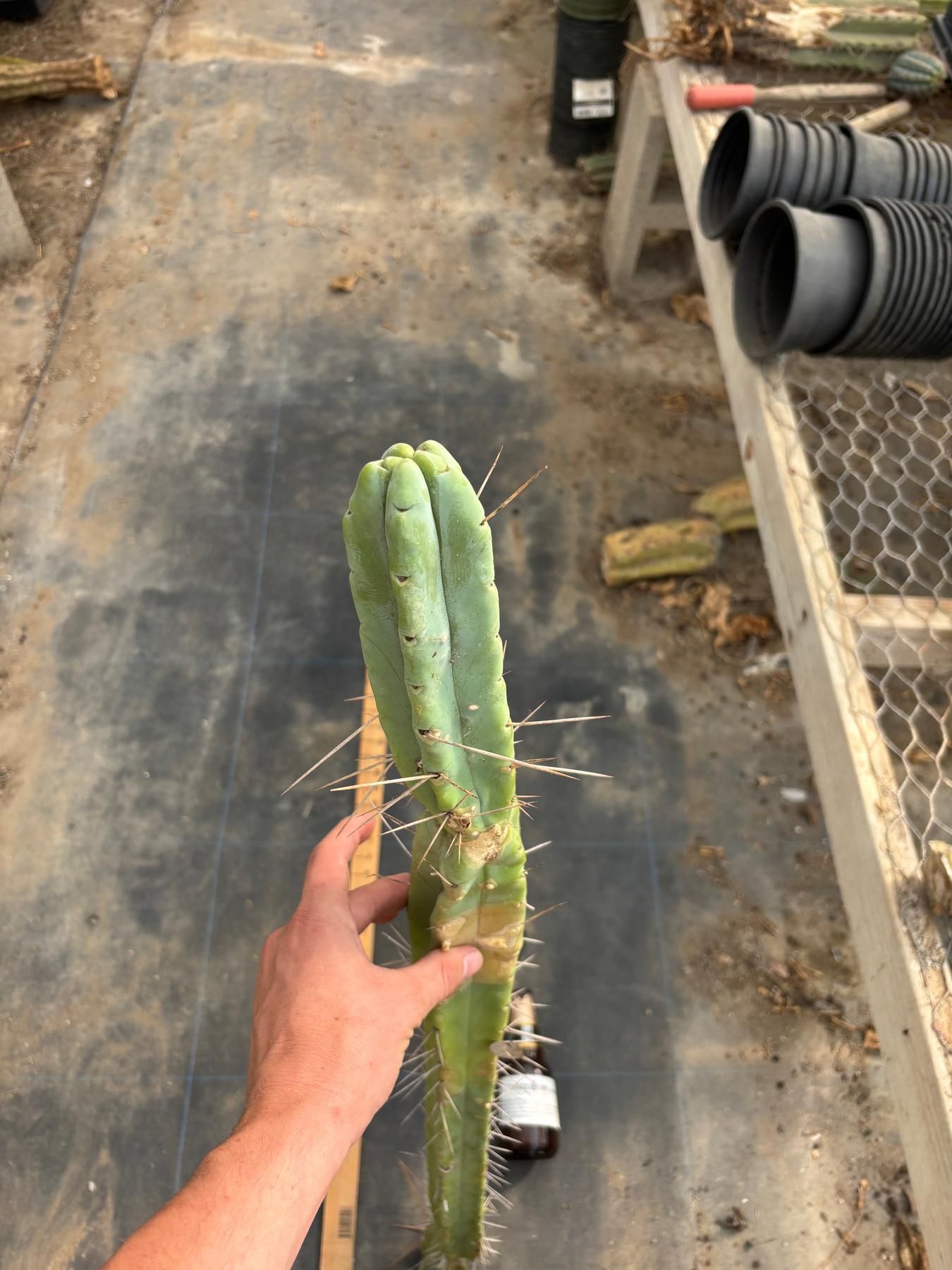 #EC246 EXACT Trichocereus Bridgesii Jiimz Twin Spine LONG TLC Cactus Cuttings-Cactus - Large - Exact-The Succulent Source