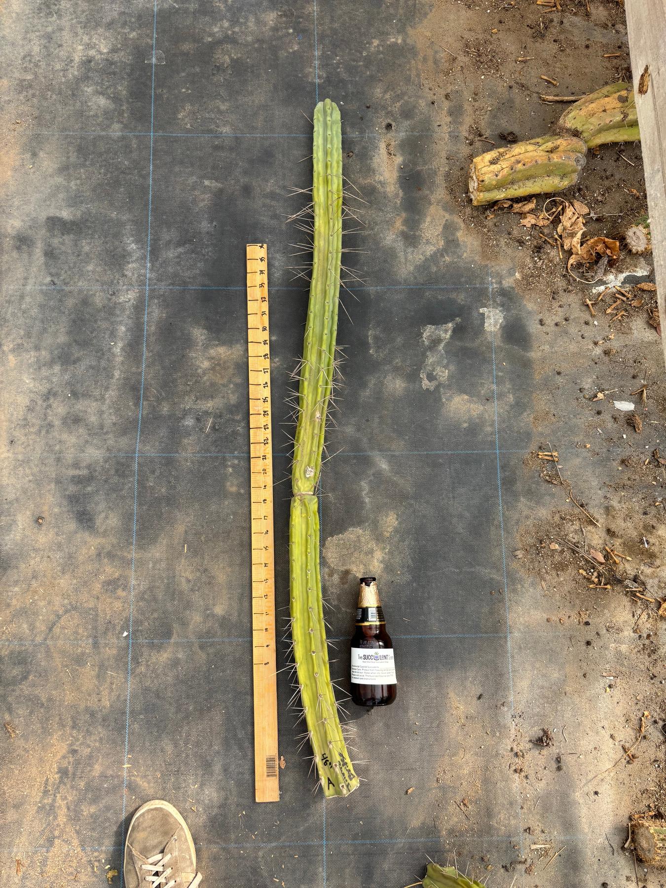 #EC246 EXACT Trichocereus Bridgesii Jiimz Twin Spine LONG TLC Cactus Cuttings-Cactus - Large - Exact-The Succulent Source
