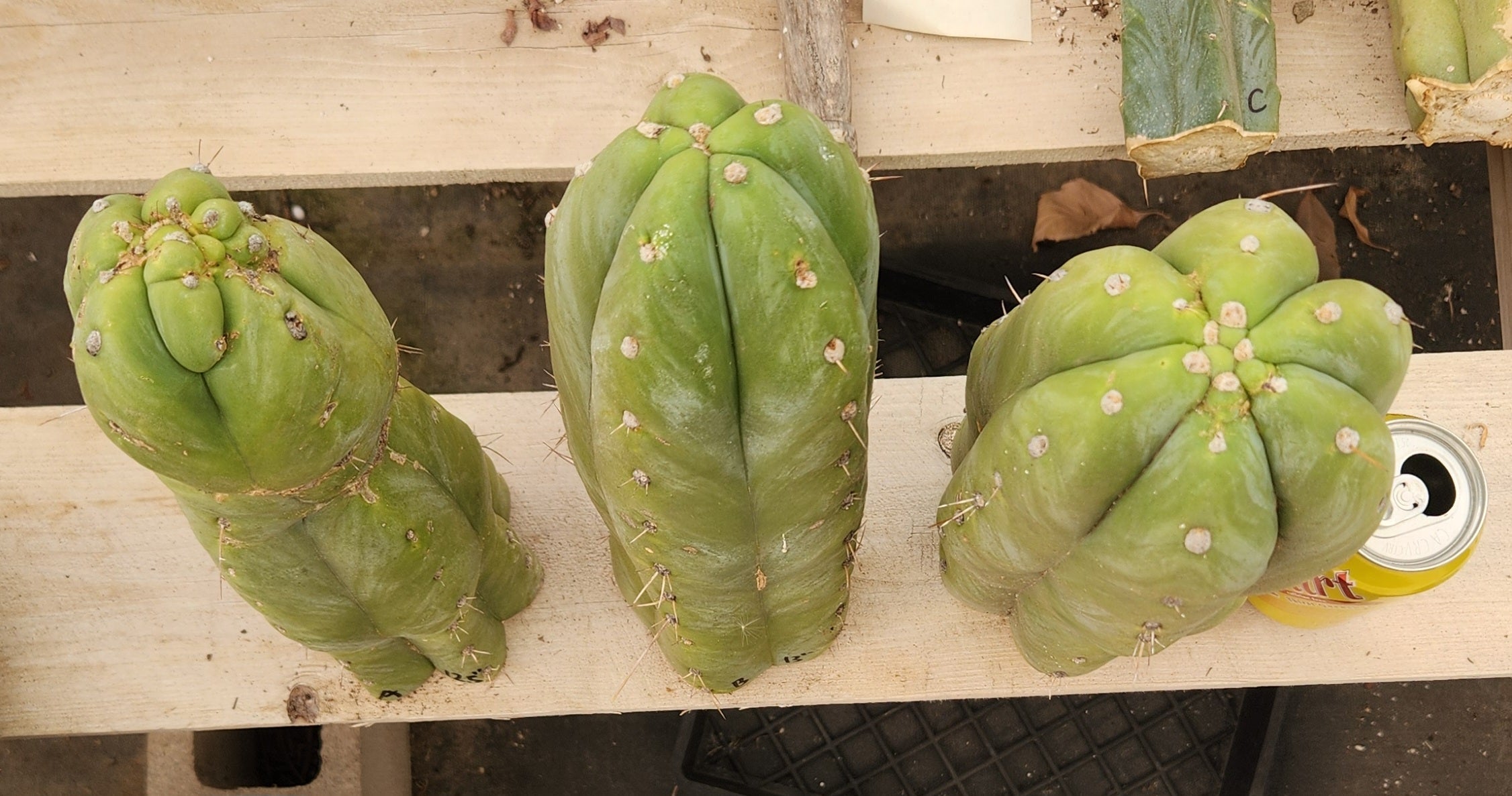 #EC247 EXACT Trichocereus Huanucoensis Jiimz Huanu/P7 Cactus Cutting 13"-Cactus - Large - Exact-The Succulent Source