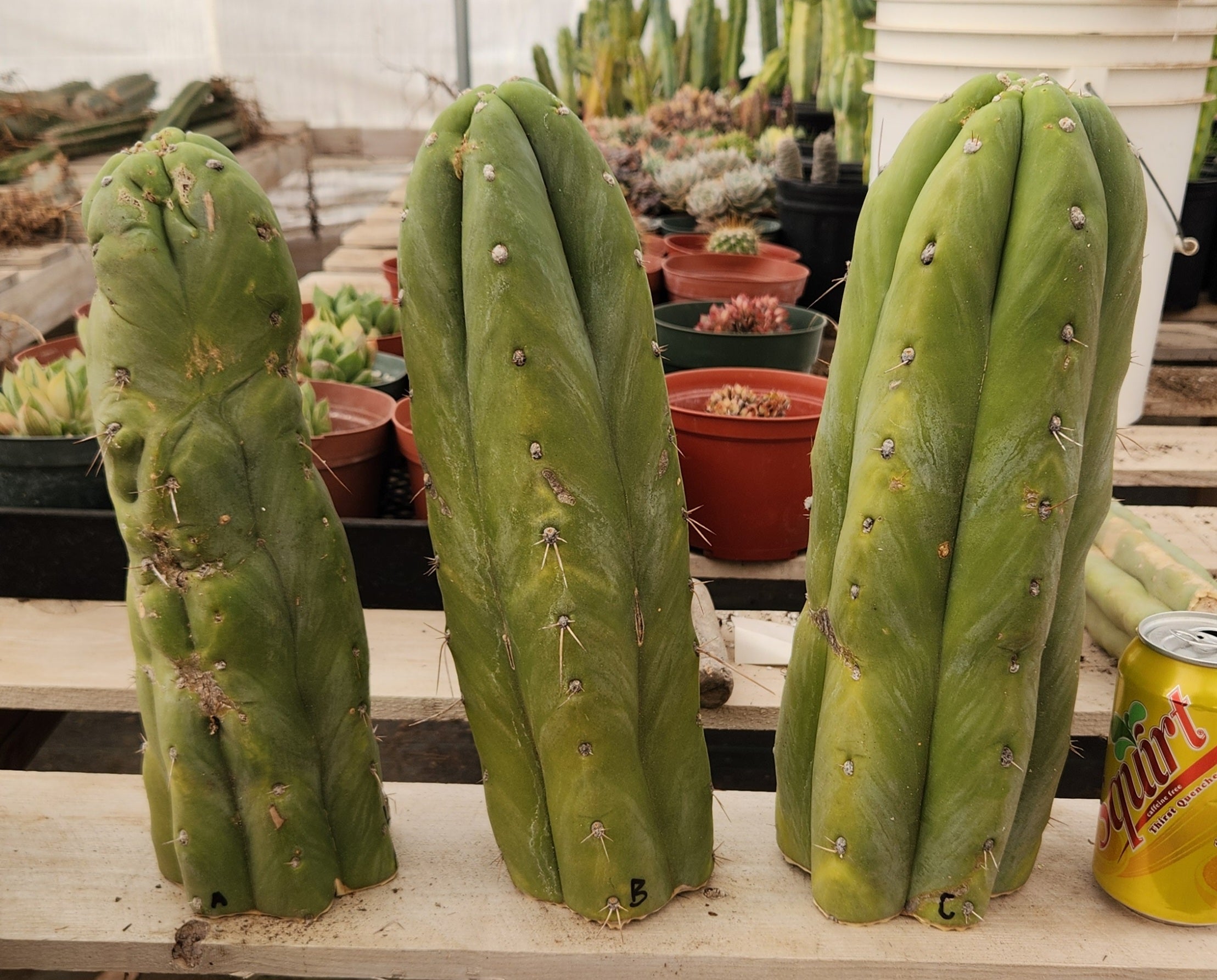 #EC247 EXACT Trichocereus Huanucoensis Jiimz Huanu/P7 Cactus Cutting 13"-Cactus - Large - Exact-The Succulent Source