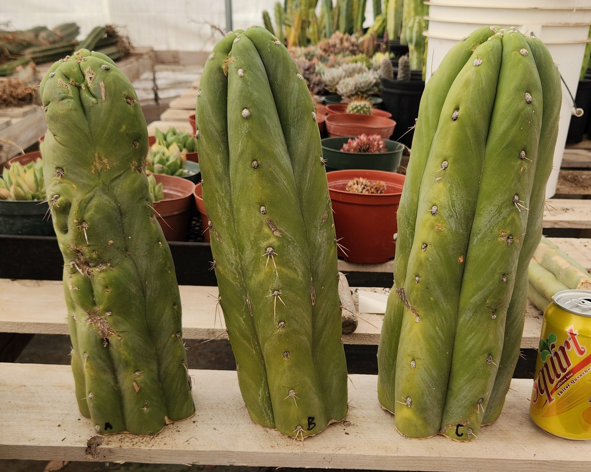 #EC247 EXACT Trichocereus Huanucoensis Jiimz Huanu/P7 Cactus Cutting 13"-Cactus - Large - Exact-The Succulent Source