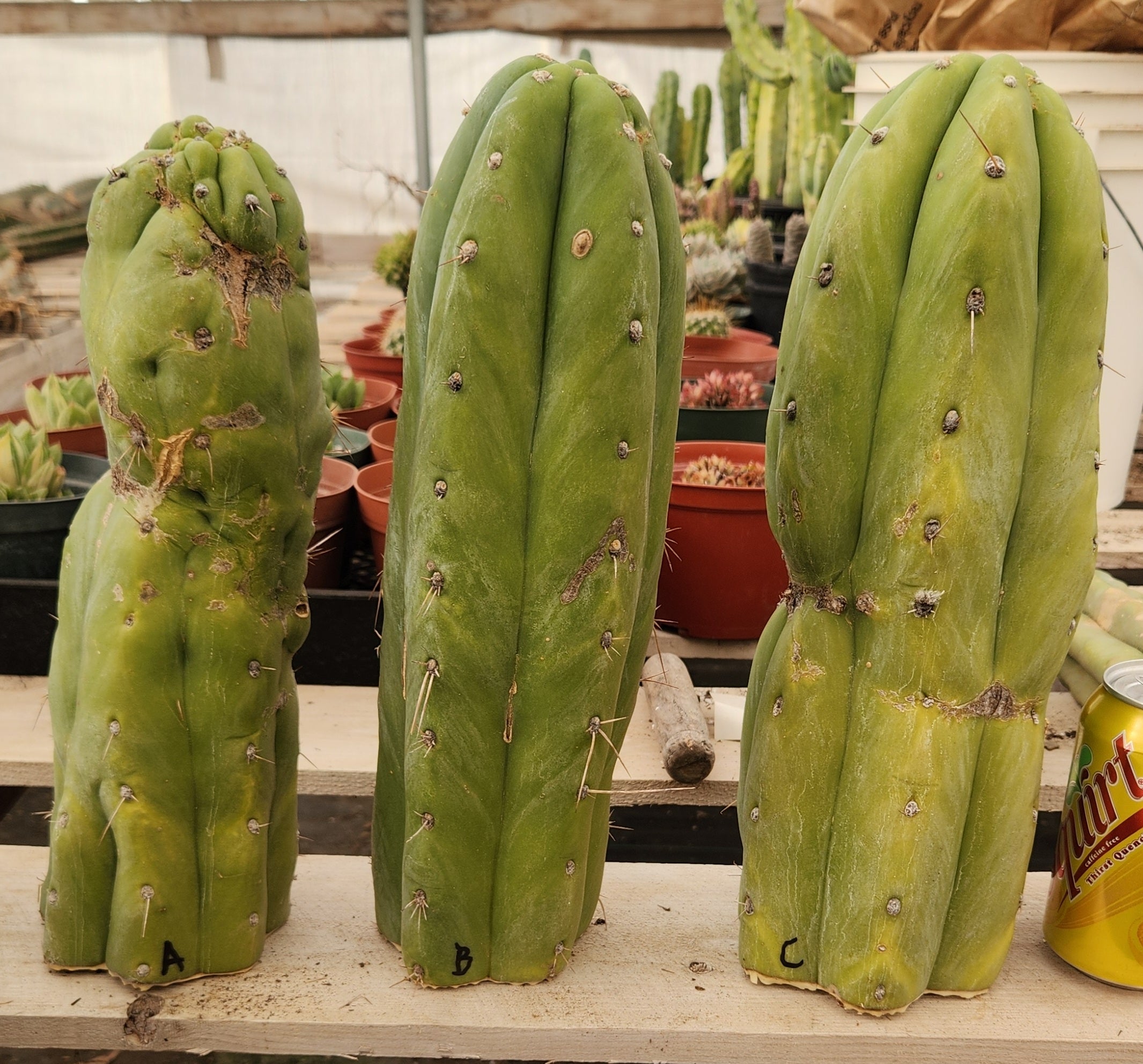 #EC247 EXACT Trichocereus Huanucoensis Jiimz Huanu/P7 Cactus Cutting 13"-Cactus - Large - Exact-The Succulent Source