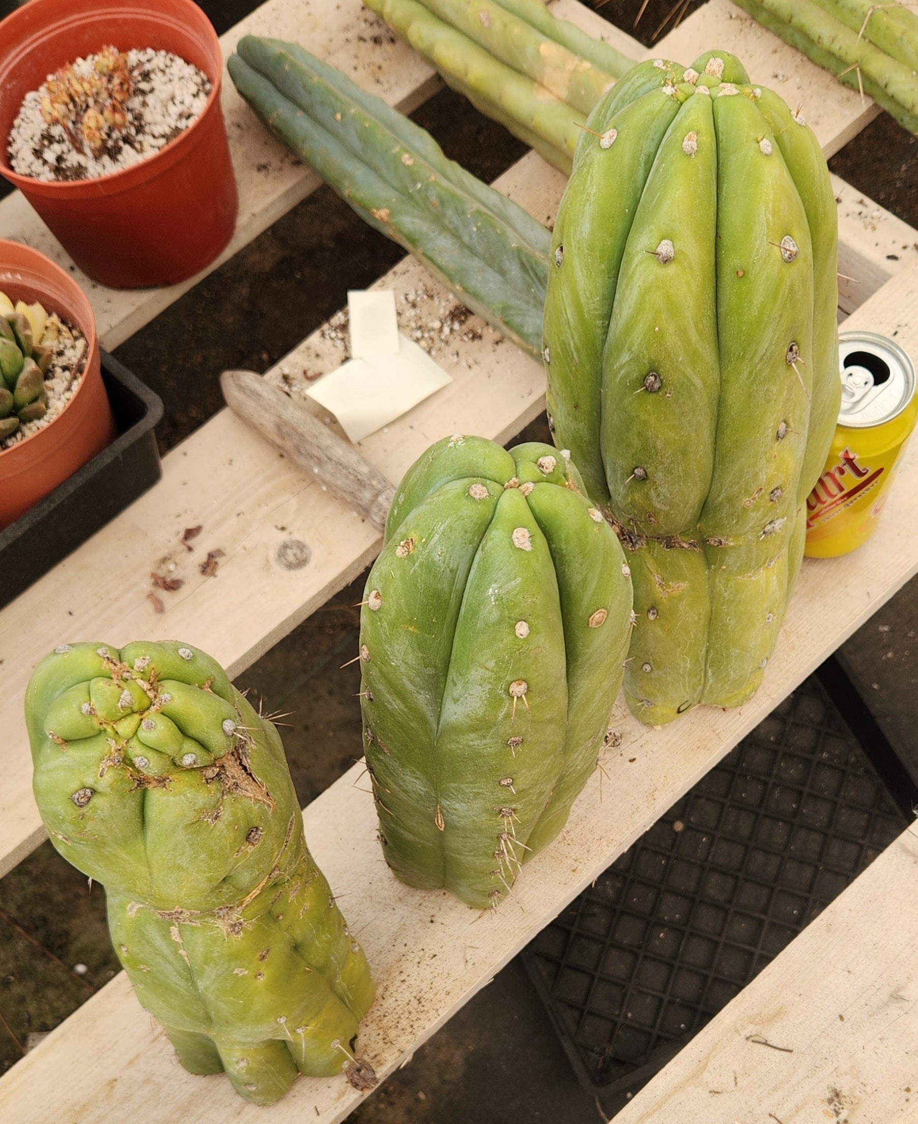 #EC247 EXACT Trichocereus Huanucoensis Jiimz Huanu/P7 Cactus Cutting 13"-Cactus - Large - Exact-The Succulent Source