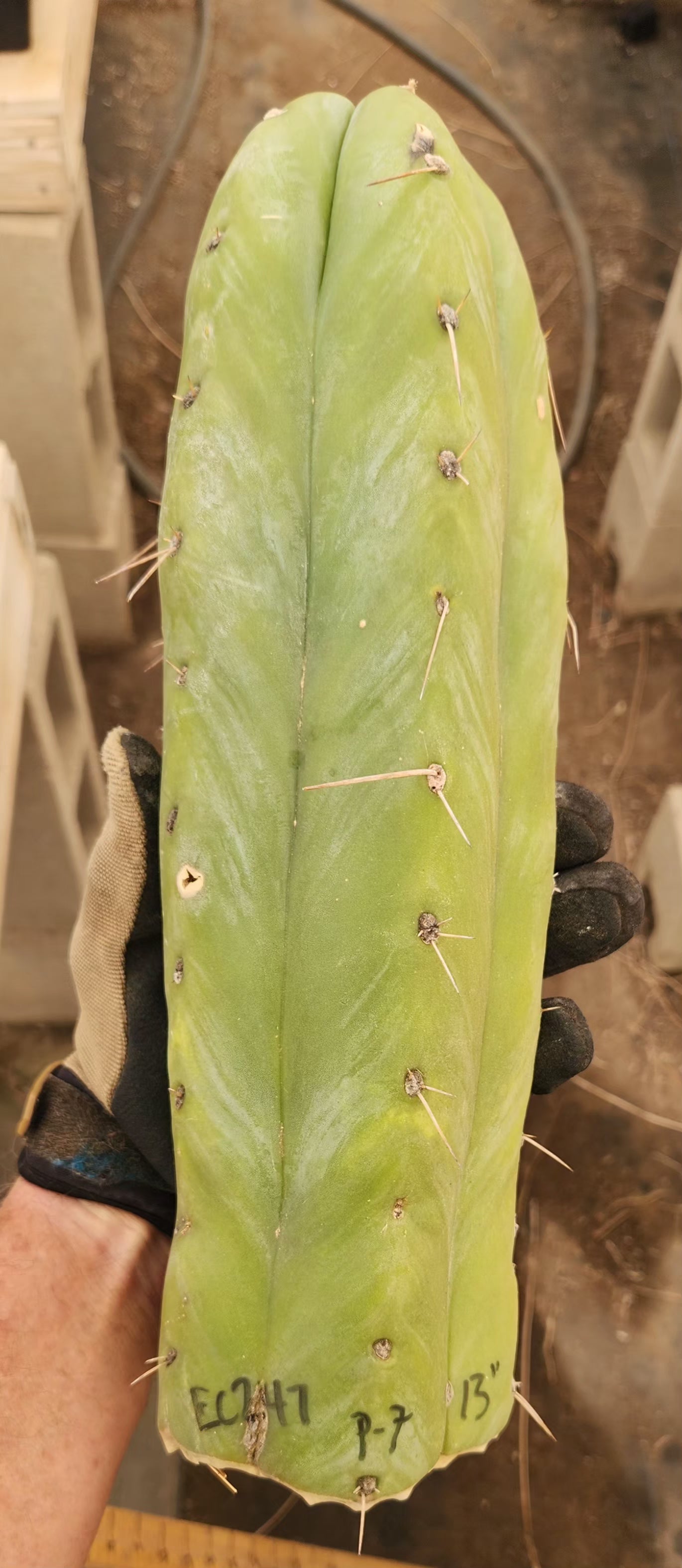 #EC247 EXACT Trichocereus Huanucoensis Jiimz Huanu/P7 Cactus Cutting 13"-Cactus - Large - Exact-The Succulent Source