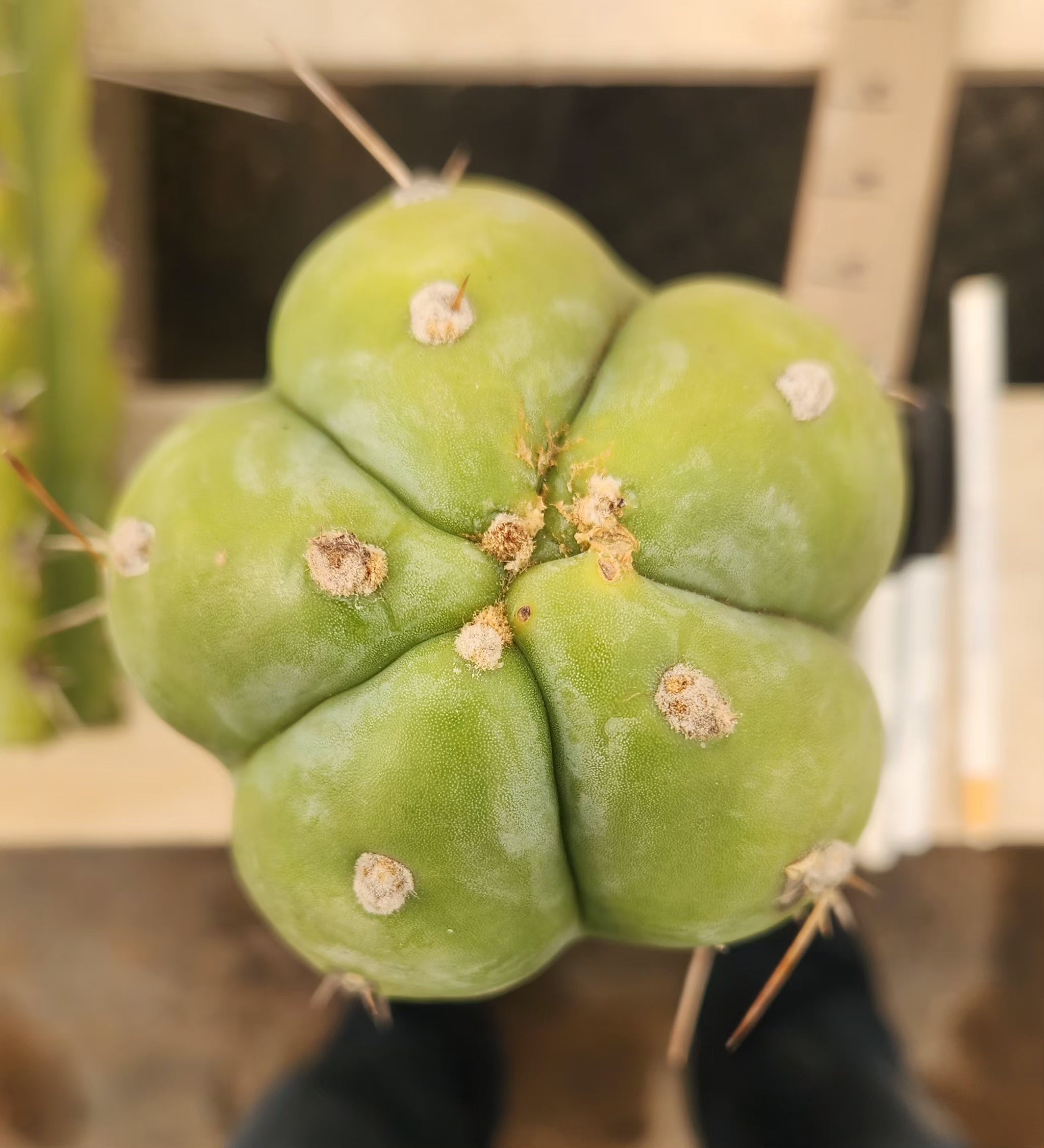 #EC247 EXACT Trichocereus Huanucoensis Jiimz Huanu/P7 Cactus Cutting 13"-Cactus - Large - Exact-The Succulent Source