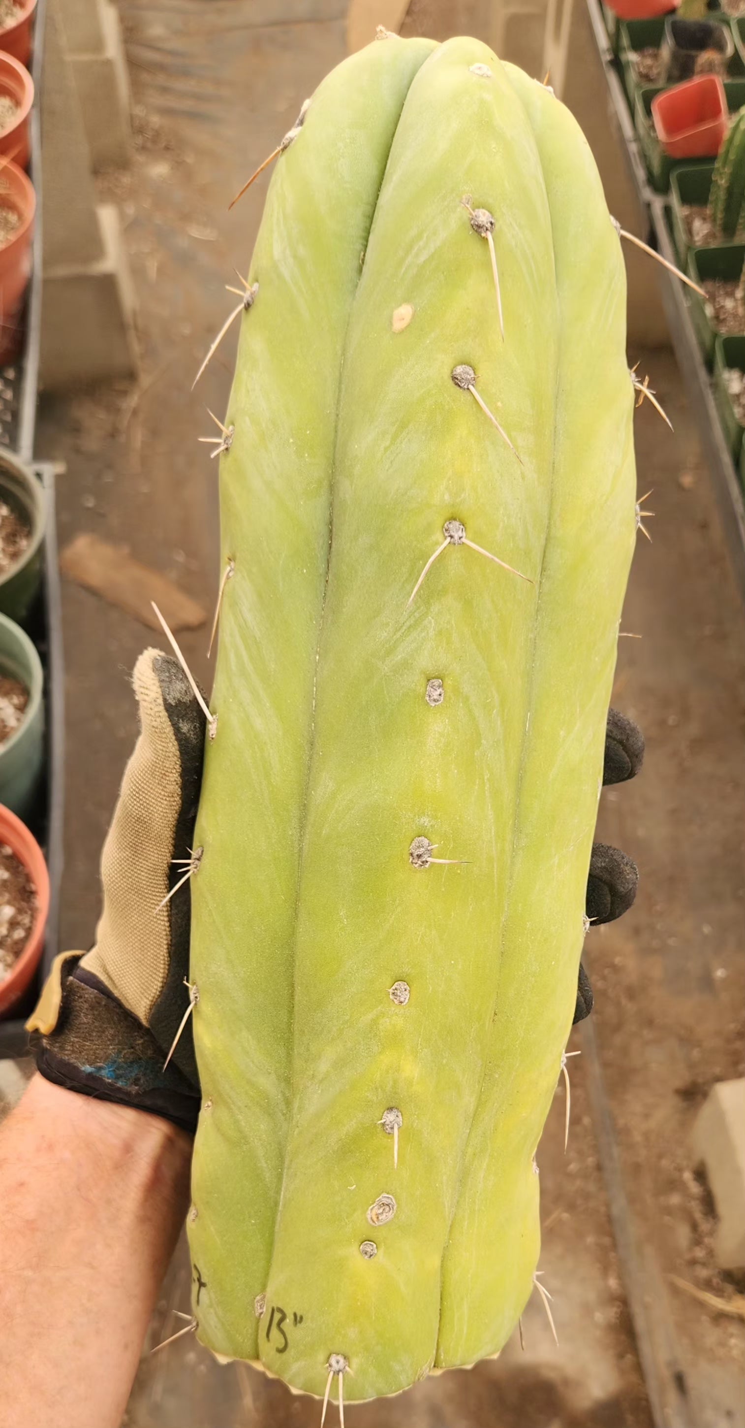 #EC247 EXACT Trichocereus Huanucoensis Jiimz Huanu/P7 Cactus Cutting 13"-Cactus - Large - Exact-The Succulent Source