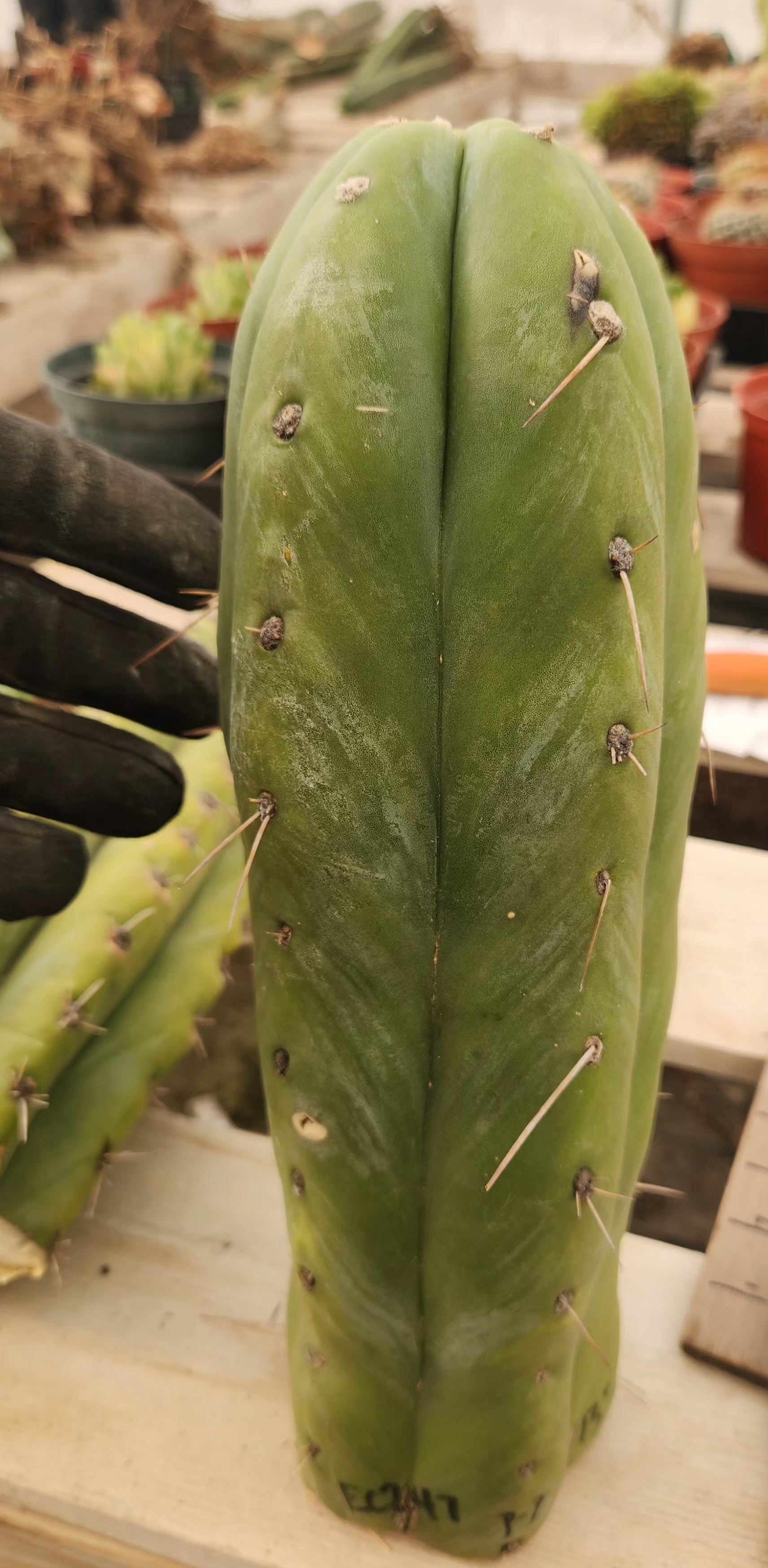 #EC247 EXACT Trichocereus Huanucoensis Jiimz Huanu/P7 Cactus Cutting 13"-Cactus - Large - Exact-The Succulent Source