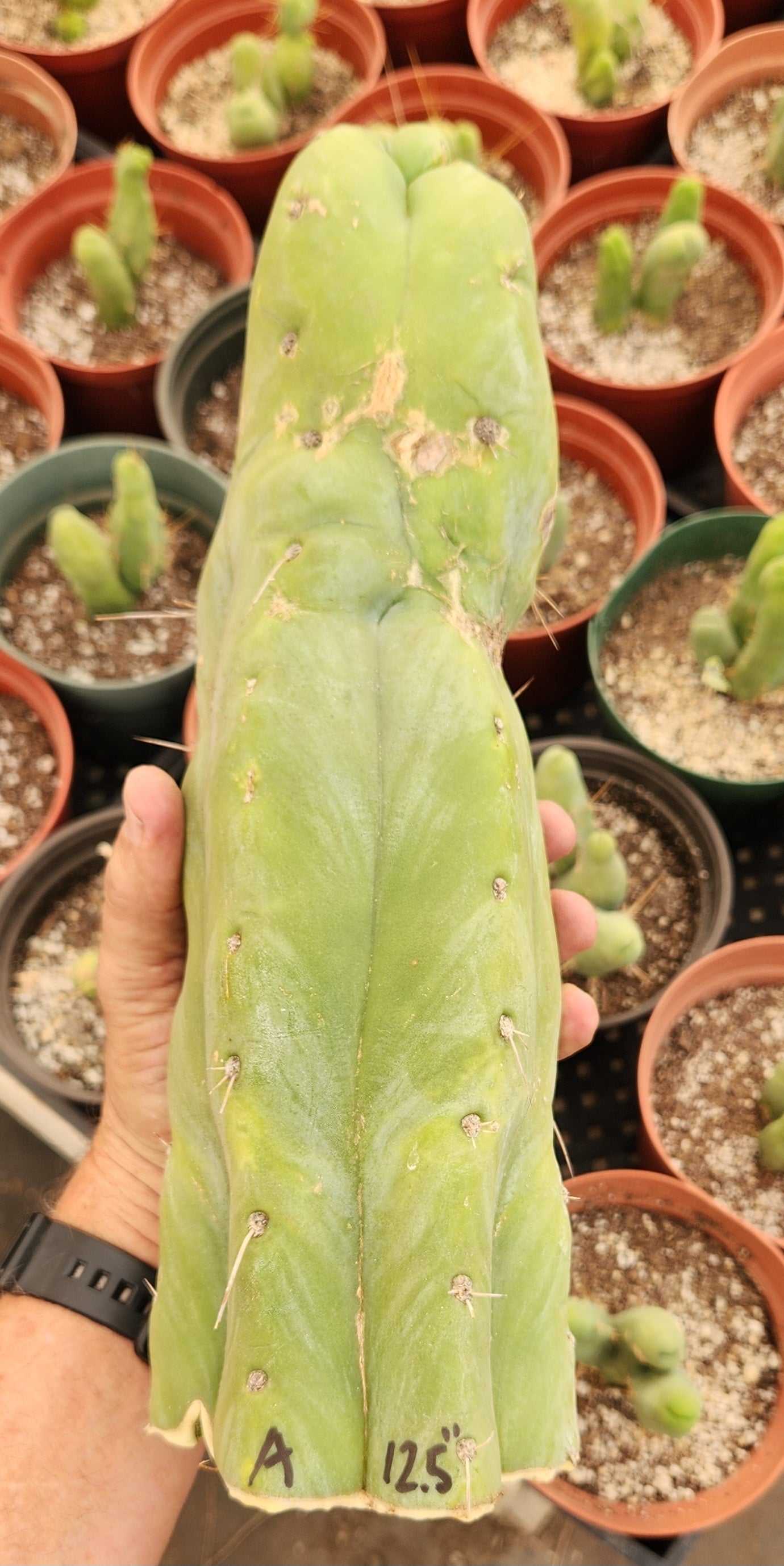 #EC247 EXACT Trichocereus Huanucoensis Jiimz Huanu/P7 Cactus Cutting 13"-Cactus - Large - Exact-The Succulent Source