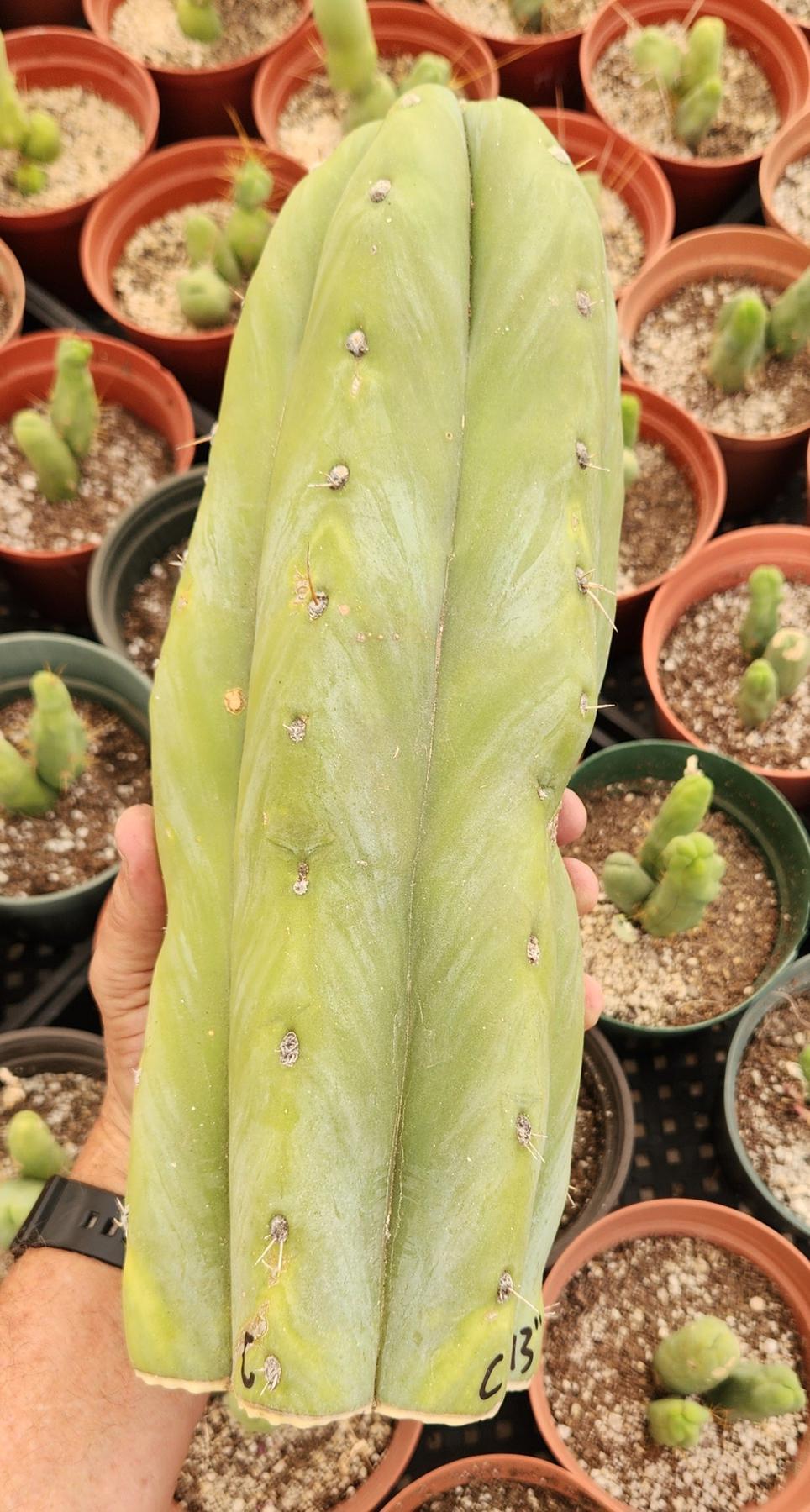 #EC247 EXACT Trichocereus Huanucoensis Jiimz Huanu/P7 Cactus Cutting 13"-Cactus - Large - Exact-The Succulent Source