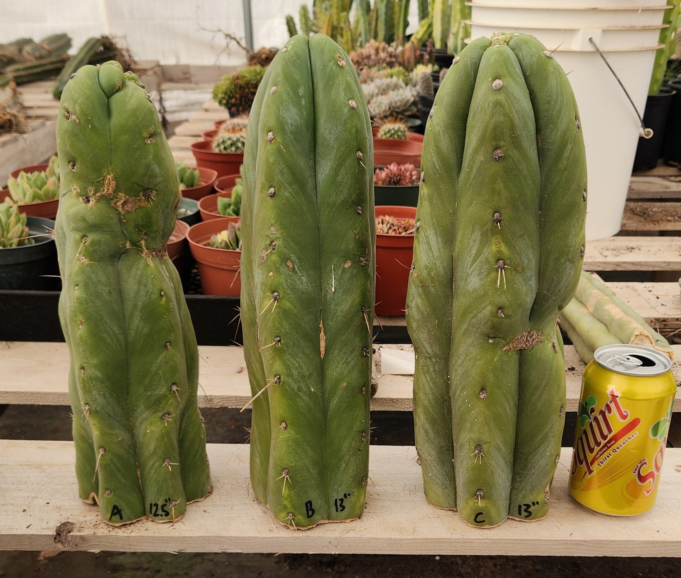 #EC247 EXACT Trichocereus Huanucoensis Jiimz Huanu/P7 Cactus Cutting 13"-Cactus - Large - Exact-The Succulent Source