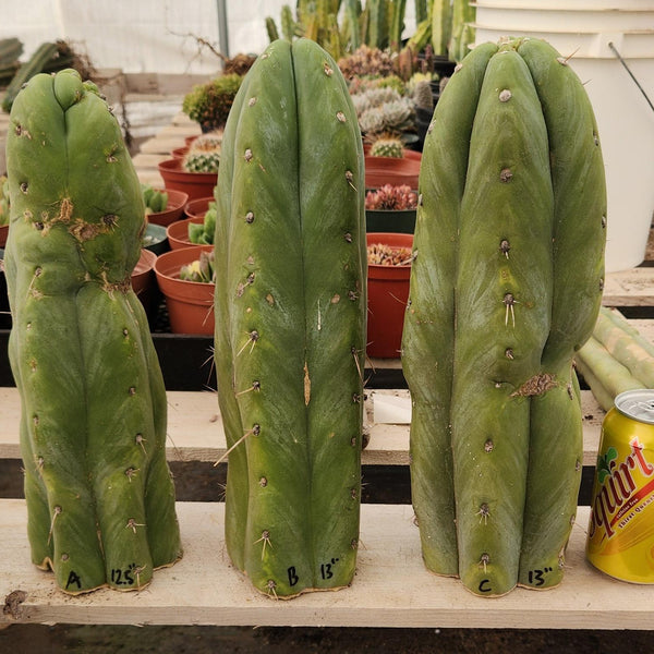 専用 1kg Trichocereus peruvianus /トップカット Tr. peruvianus - Peruvian Torch - Cuts | Cactocereus UK t/a