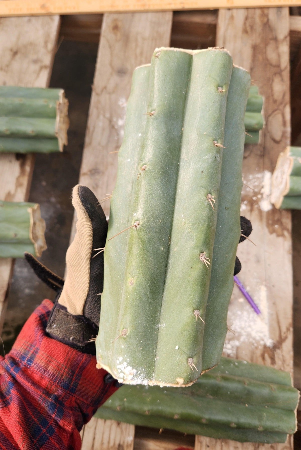 #EC247 EXACT Trichocereus Huanucoensis Jiimz Huanu/P7 Cactus Cutting-Cactus - Large - Exact-The Succulent Source