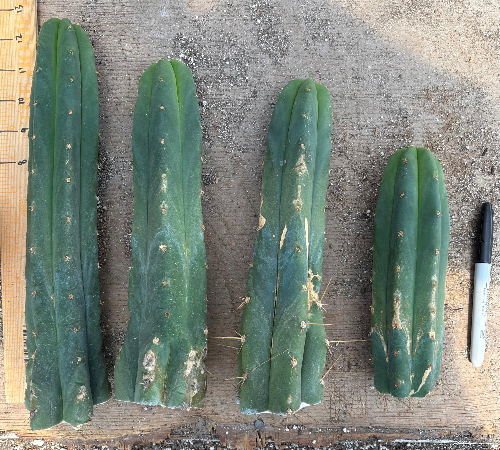 #EC247 EXACT Trichocereus Huanucoensis Jiimz Huanu/P7 Cactus Cuttings 10”-Cactus - Large - Exact-The Succulent Source