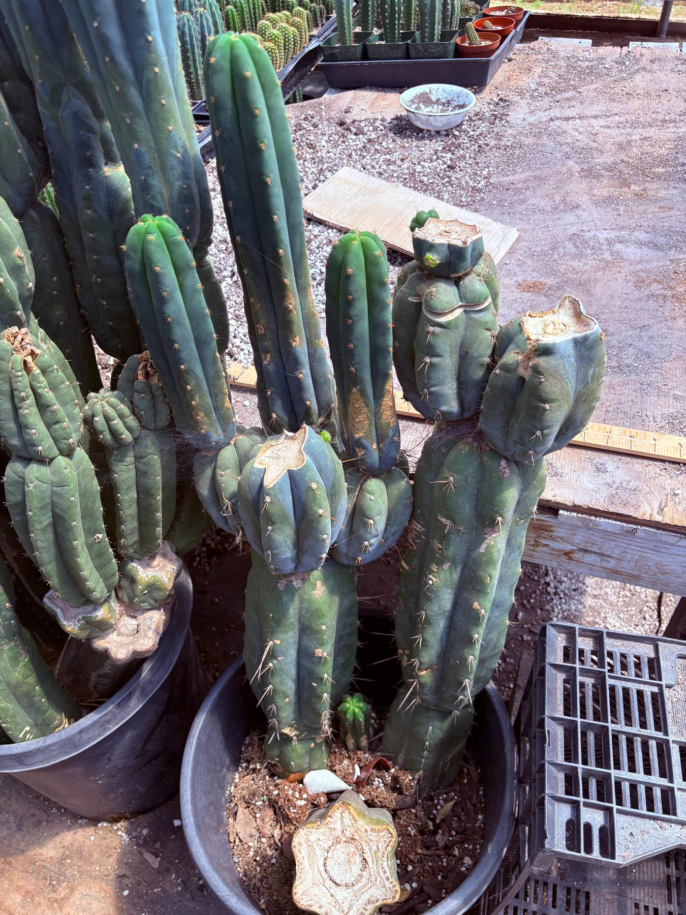 San Pedro Cactus for Sale Trichocereus - #EC247 EXACT Trichocereus