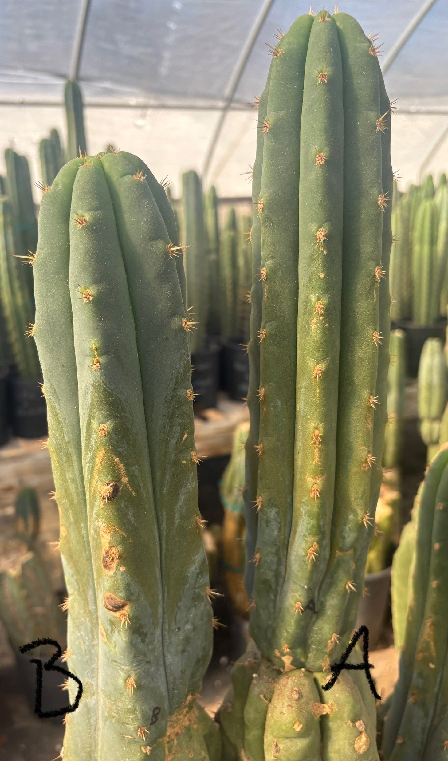 #EC247 EXACT Trichocereus Huanucoensis Jiimz Huanu/P7 Cactus Cuttings 10”-Cactus - Large - Exact-The Succulent Source
