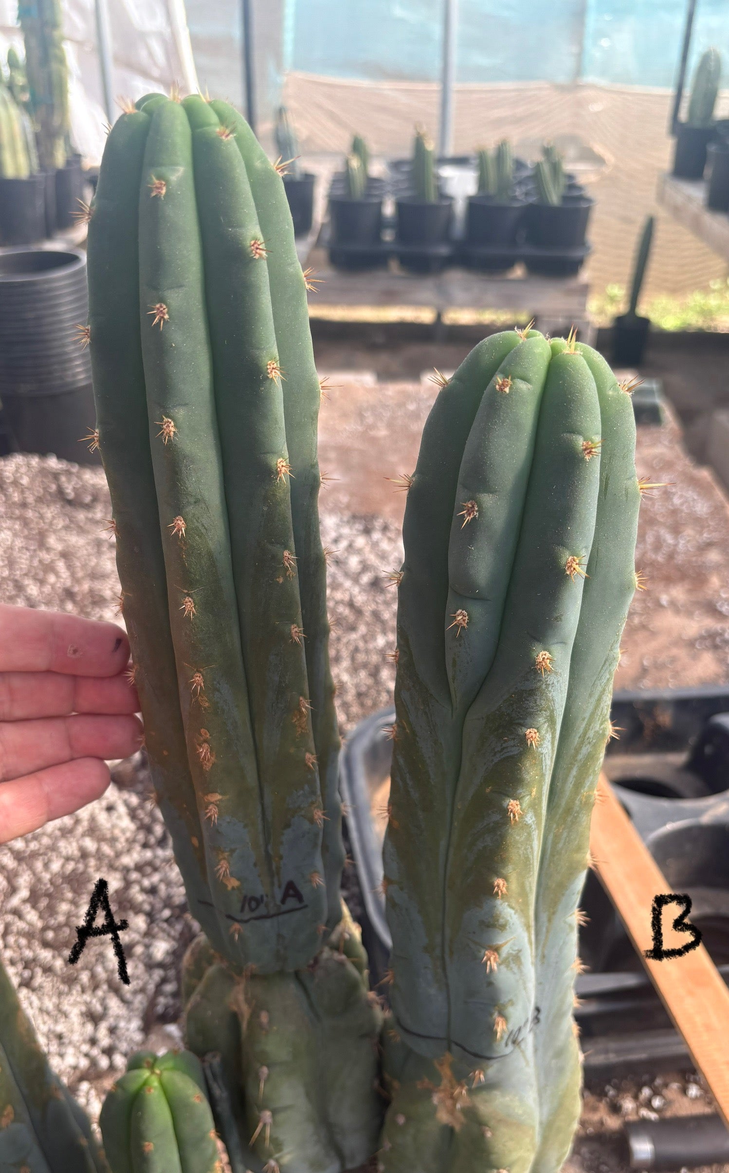 #EC247 EXACT Trichocereus Huanucoensis Jiimz Huanu/P7 Cactus Cuttings 10”-Cactus - Large - Exact-The Succulent Source