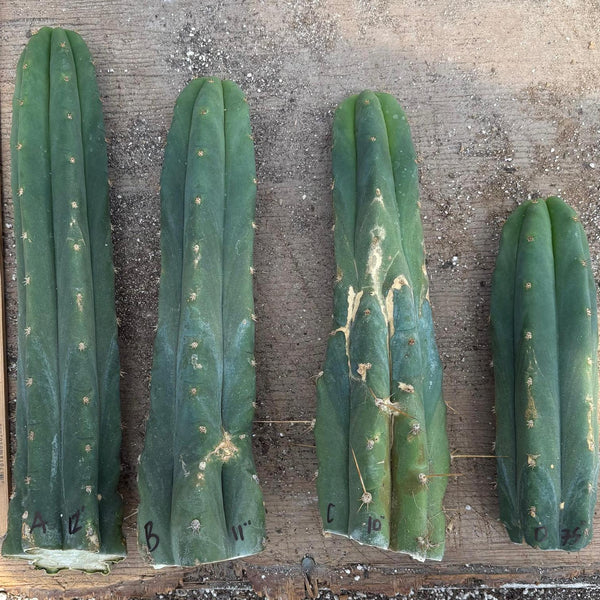 san pedro cactus cuttings ebay #EC247 EXACT Trichocereus Huanucoensis Jiimz Huanu/P7 Cactus Cuttings 10” Huanu Cutting #C 10”