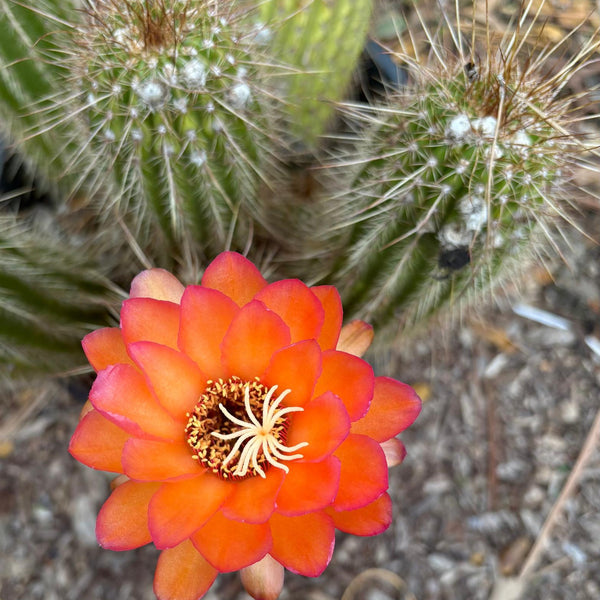 types of red cactus #EC248 EXACT Trichocereus Echinopsis Cherry Red Cactus Cutting 6”
