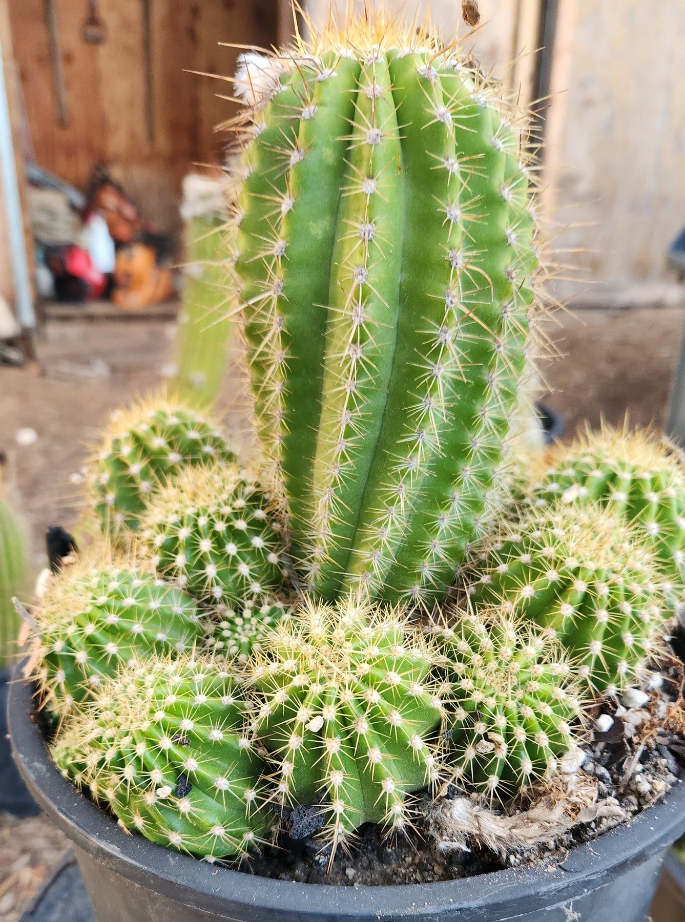 #EC248 EXACT Trichocereus Grandiflorus Ornamental Cactus Specimen-Cactus - Large - Exact-The Succulent Source