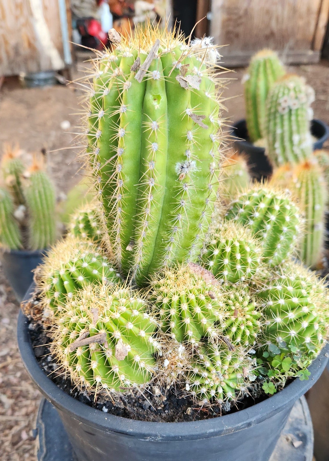 #EC248 EXACT Trichocereus Grandiflorus Ornamental Cactus Specimen-Cactus - Large - Exact-The Succulent Source