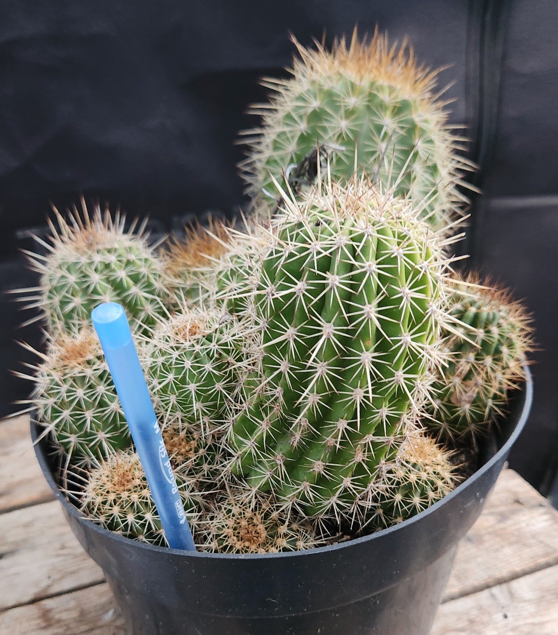 #EC248 EXACT Trichocereus Grandiflorus Ornamental Cactus Specimen-Cactus - Large - Exact-The Succulent Source