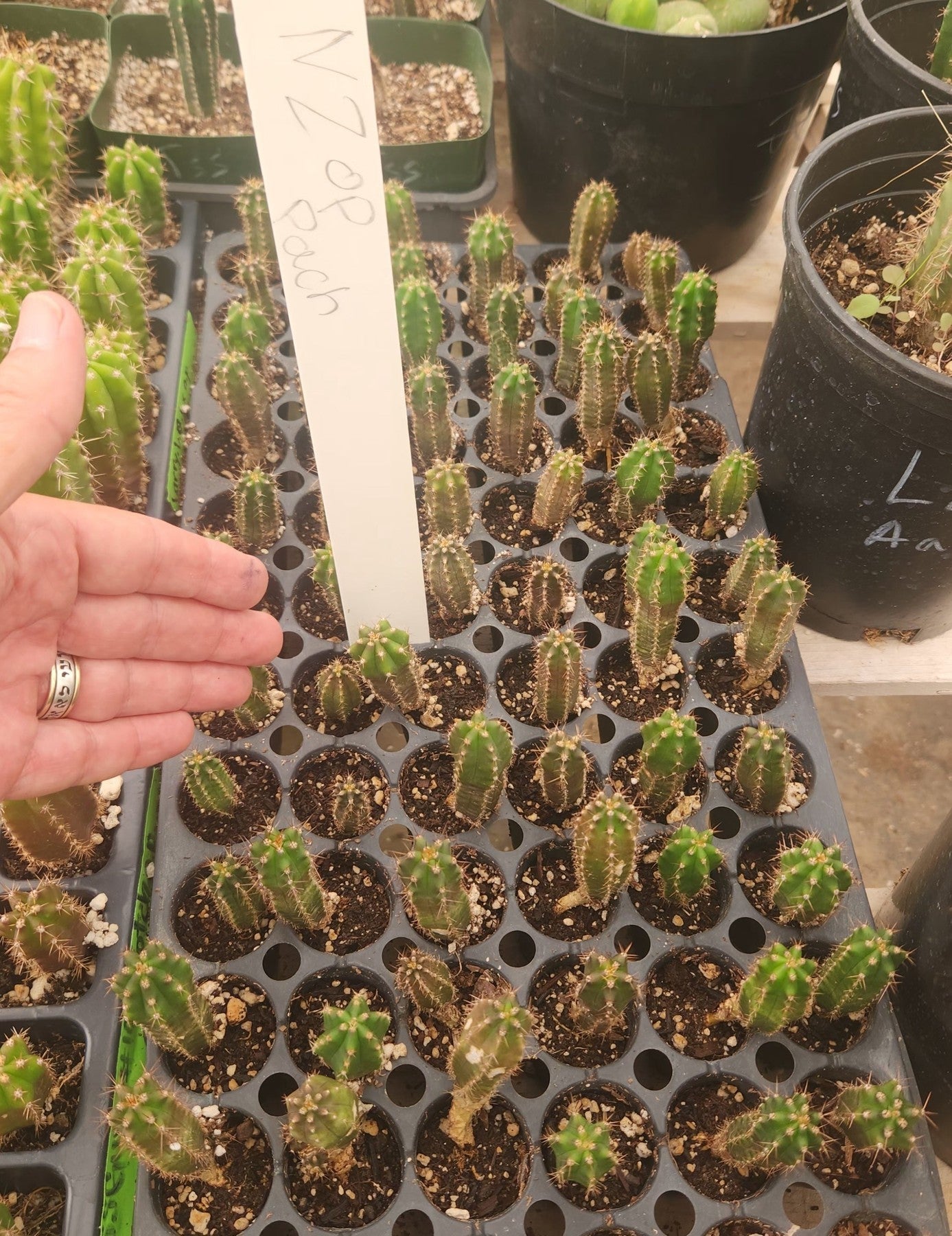 San Pedro Cactus for Sale Trichocereus - #EC249 EXACT - #29 THREE