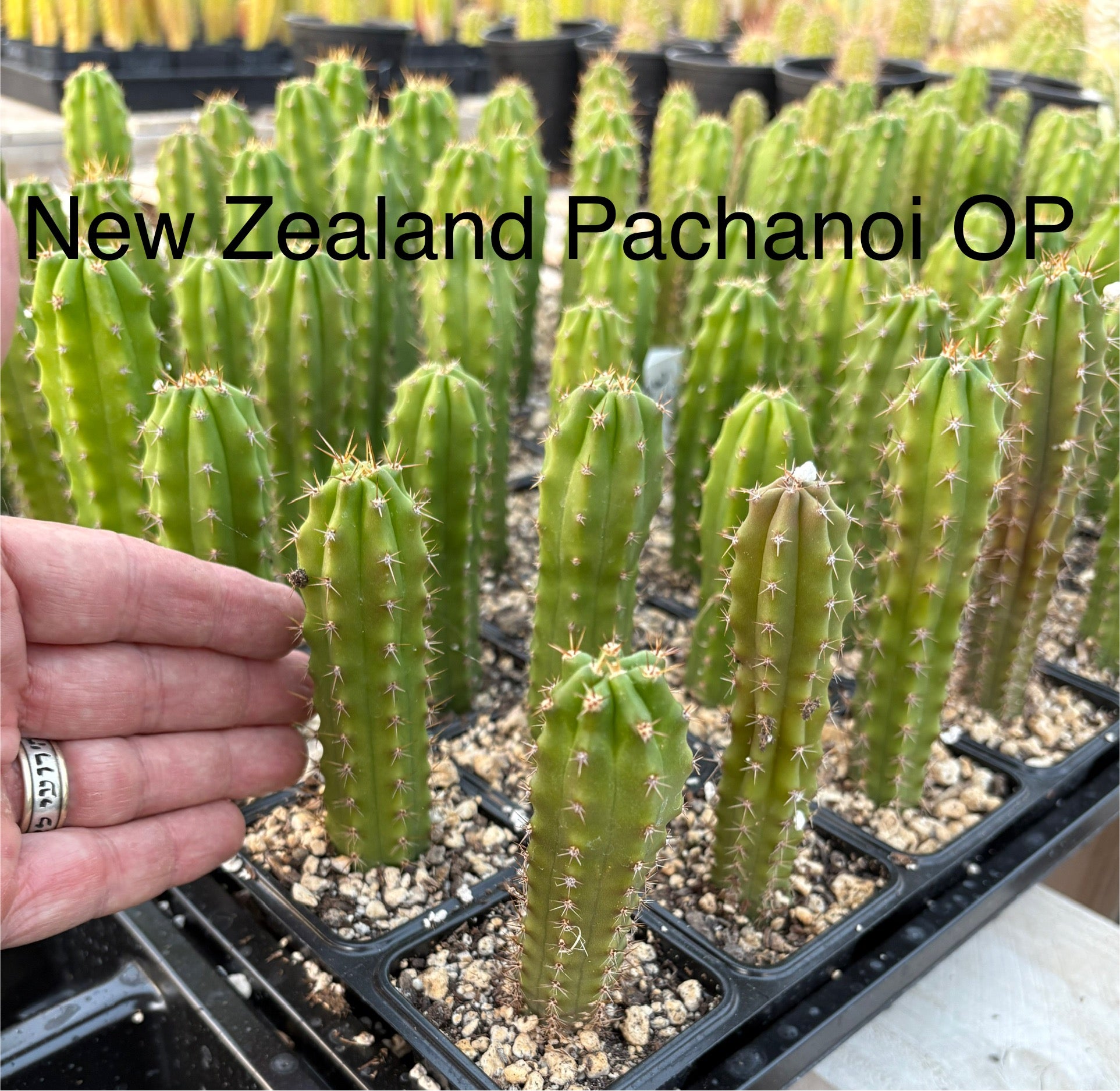 #EC249 EXACT - THREE Trichocereus Pachanoi OP Seedlings from New Zealand 4-5”-Cactus - Large - Exact-The Succulent Source