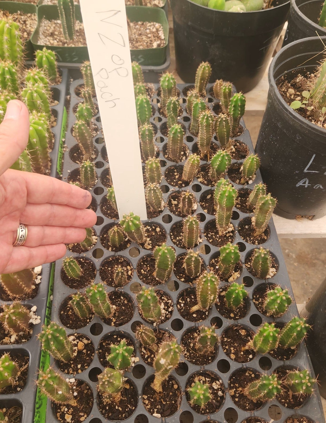 #EC249 EXACT - THREE Trichocereus Pachanoi OP Seedlings from new Zealand 2-3"-Cactus - Large - Exact-The Succulent Source