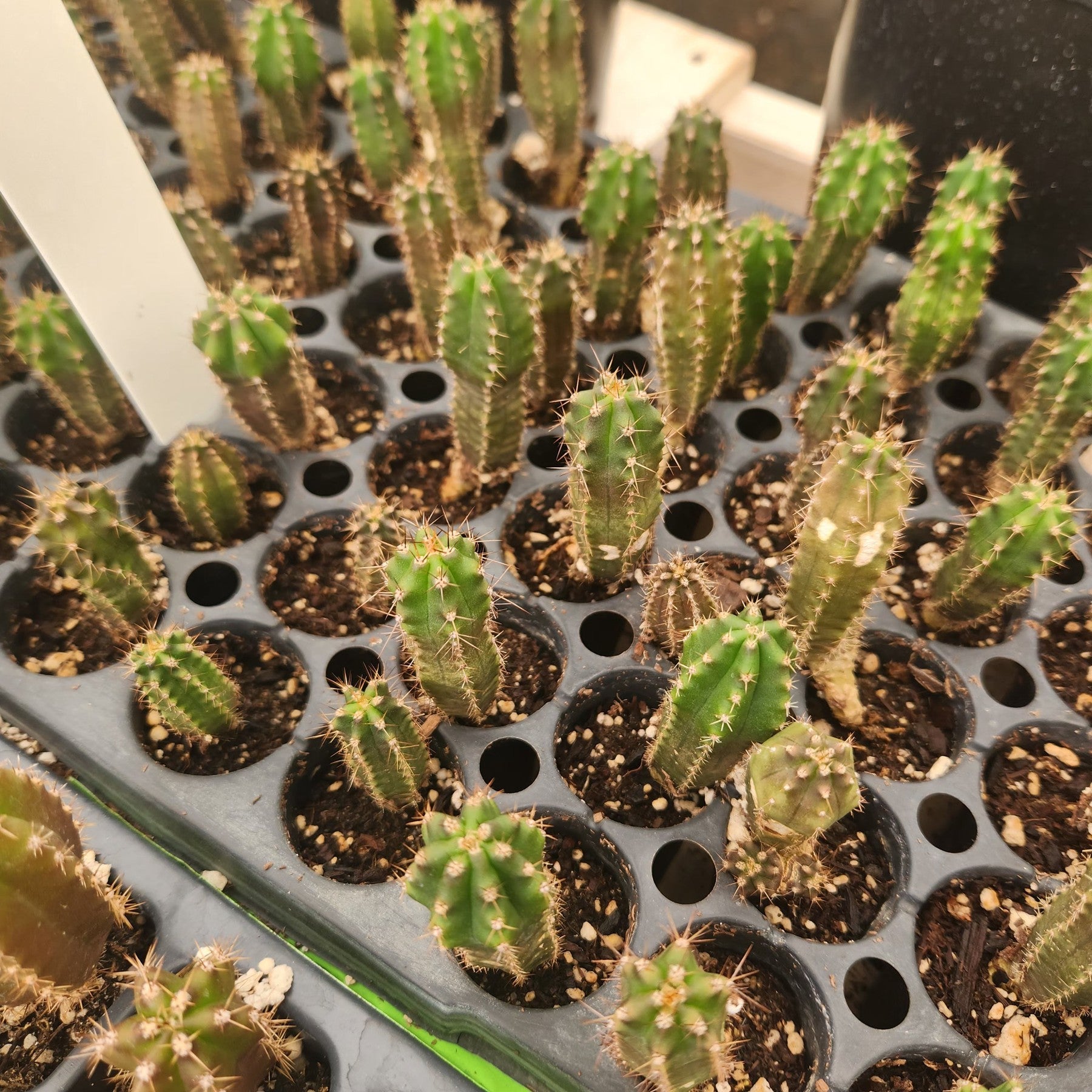 #EC249 EXACT - THREE Trichocereus Pachanoi OP Seedlings from new Zealand 2-3"-Cactus - Large - Exact-The Succulent Source