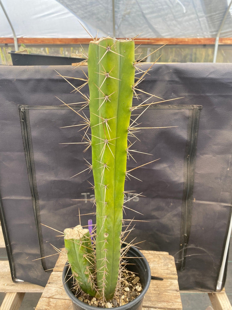 #EC249 EXACT Trichocereus hybrid KGC X Wowie Cactus 17.5”