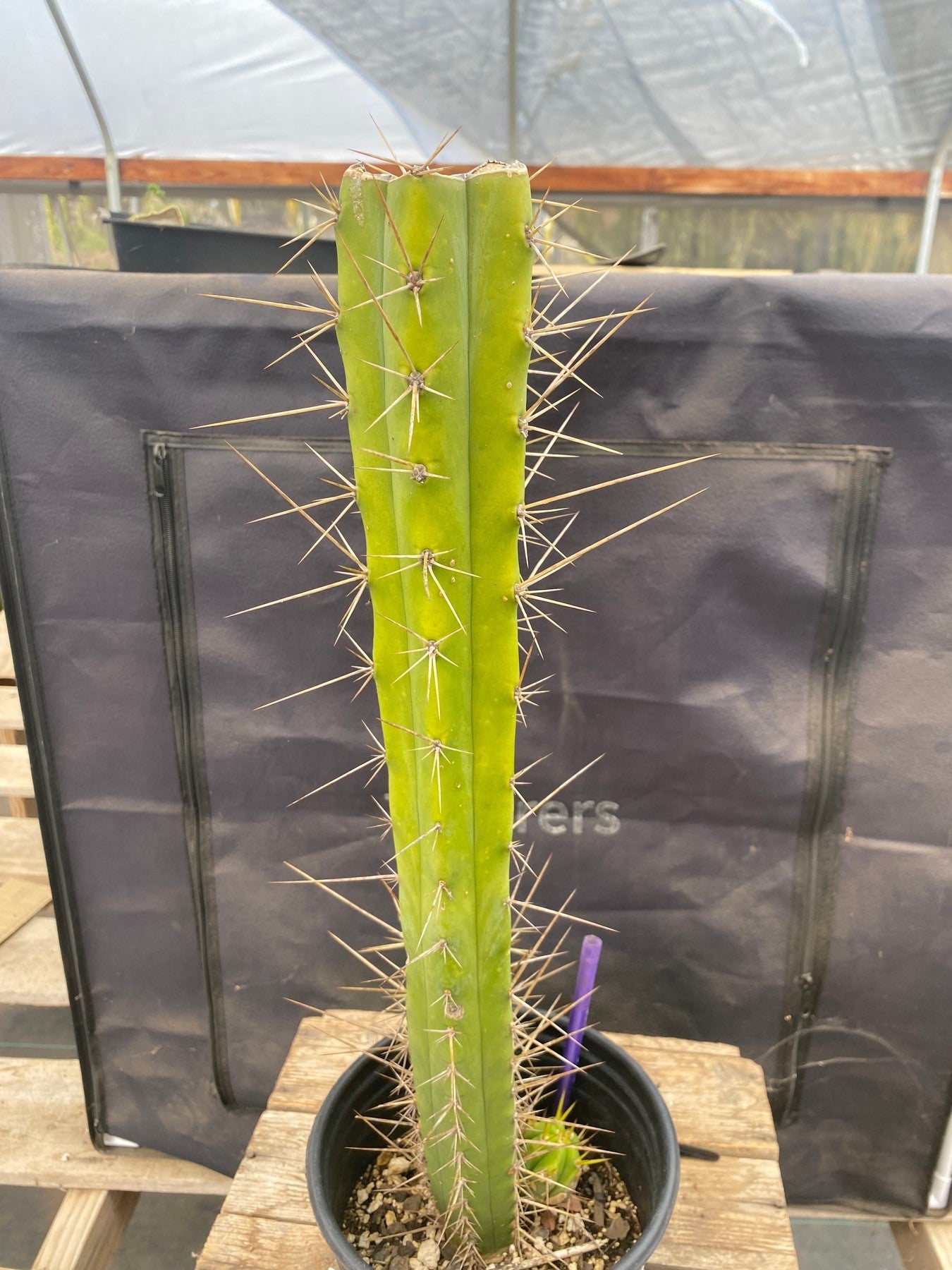 #EC249 EXACT Trichocereus hybrid KGC X Wowie Cactus 17.5”-Cactus - Large - Exact-The Succulent Source