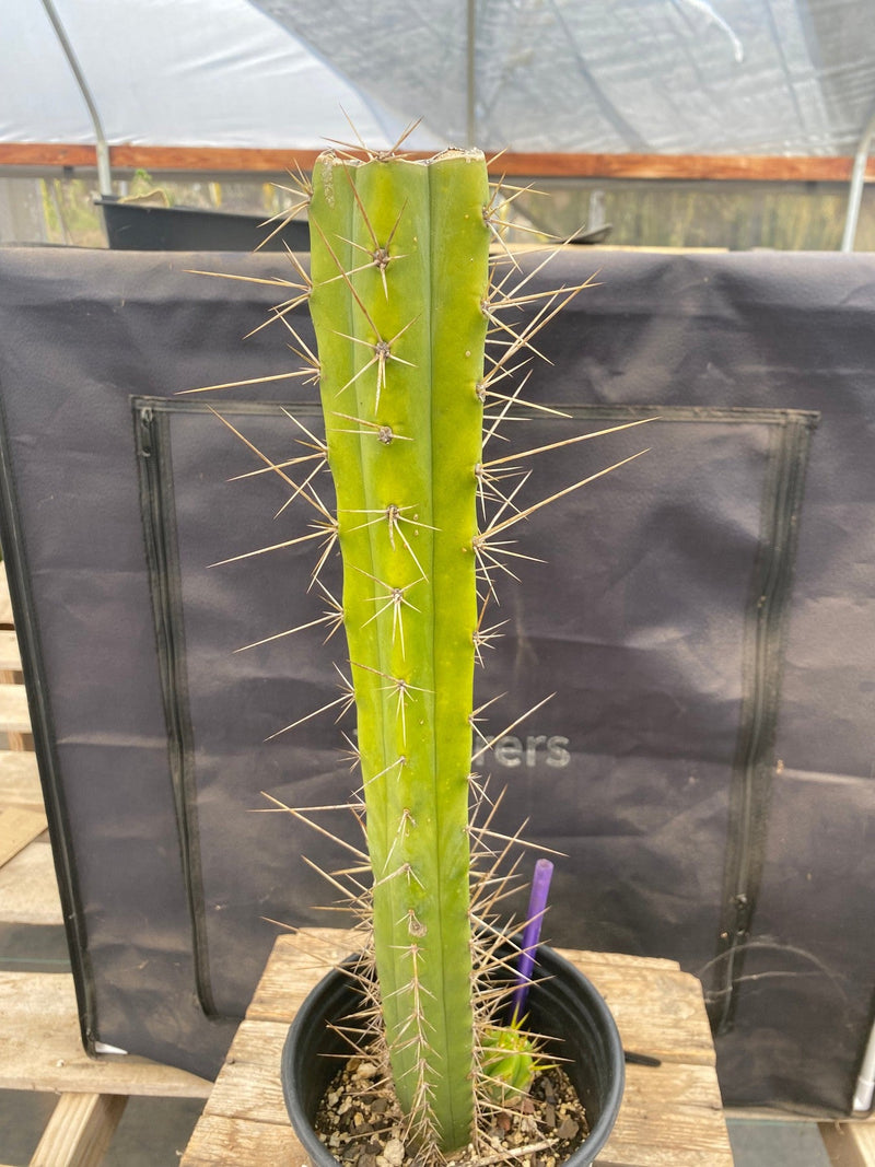 #EC249 EXACT Trichocereus hybrid KGC X Wowie Cactus 17.5”