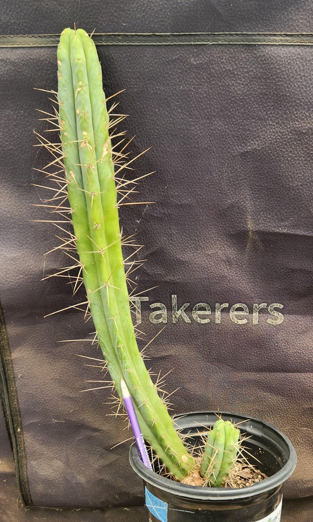 #EC249 EXACT Trichocereus hybrid KGC X Wowie Cactus 17.5”-Cactus - Large - Exact-The Succulent Source