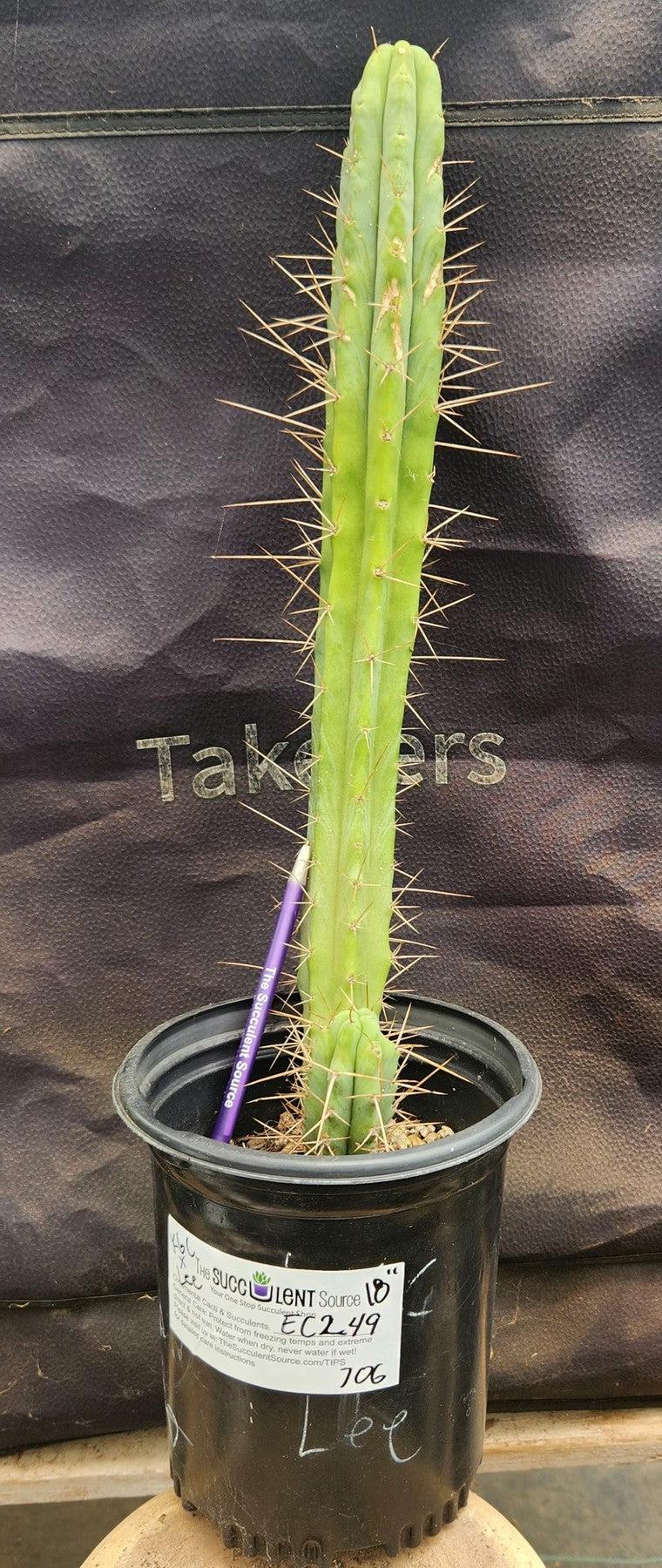 #EC249 EXACT Trichocereus hybrid KGC X Wowie Cactus 17.5”-Cactus - Large - Exact-The Succulent Source