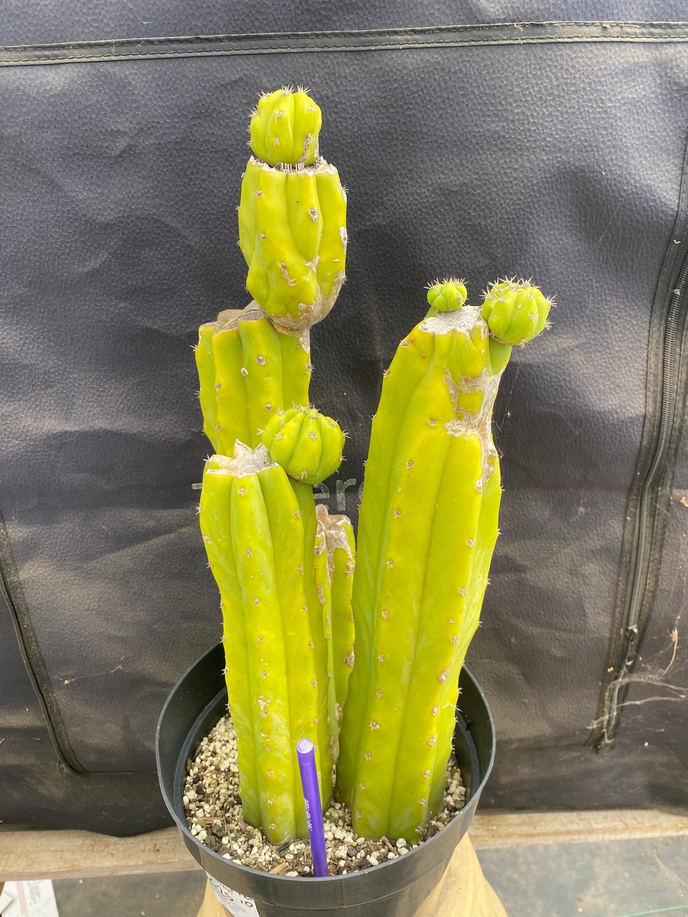 #EC25 EXACT Trichocereus Pachanoi "PC" Cactus 16,12,10-Cactus - Large - Exact-The Succulent Source