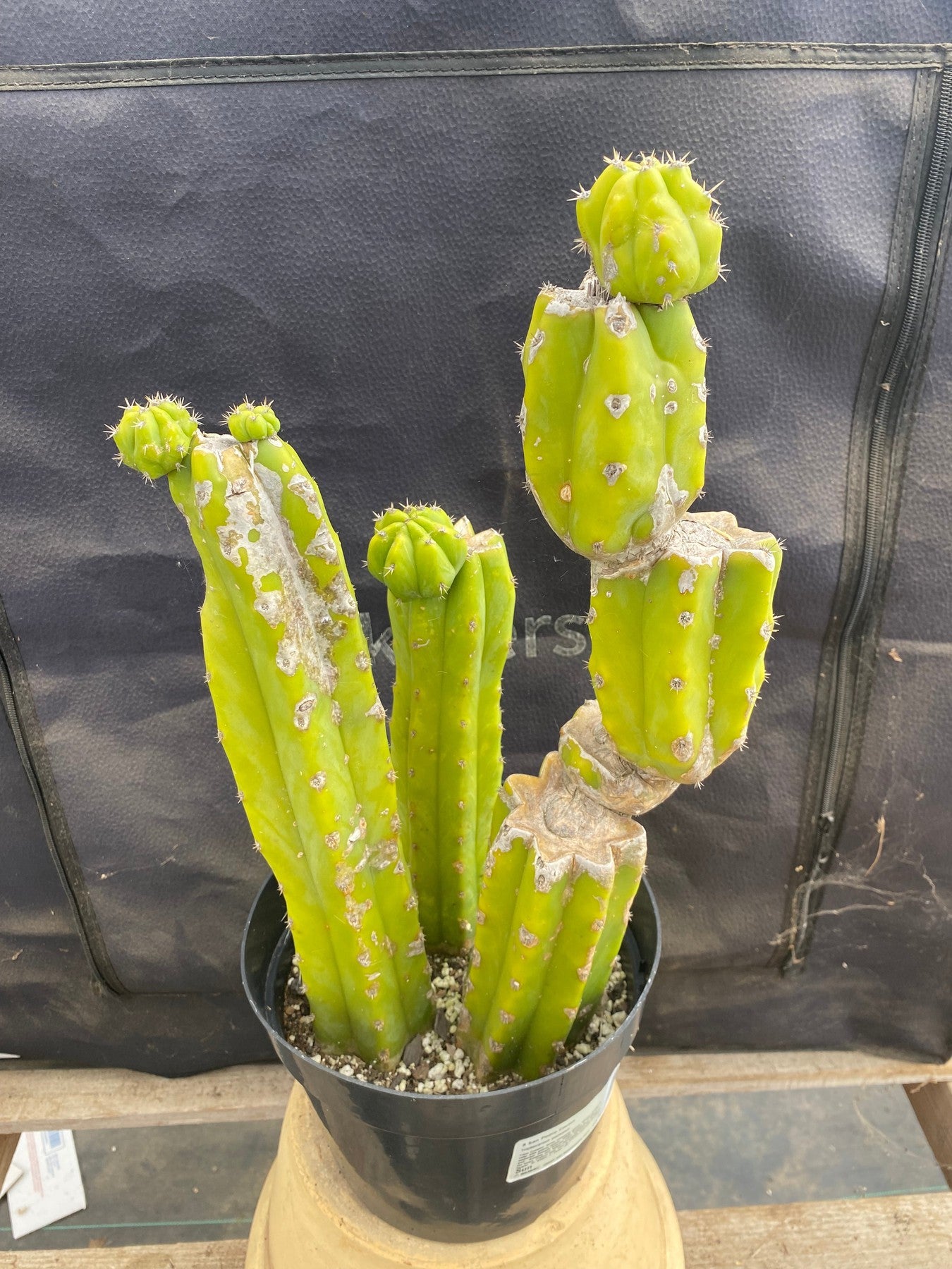 #EC25 EXACT Trichocereus Pachanoi "PC" Cactus 16,12,10-Cactus - Large - Exact-The Succulent Source