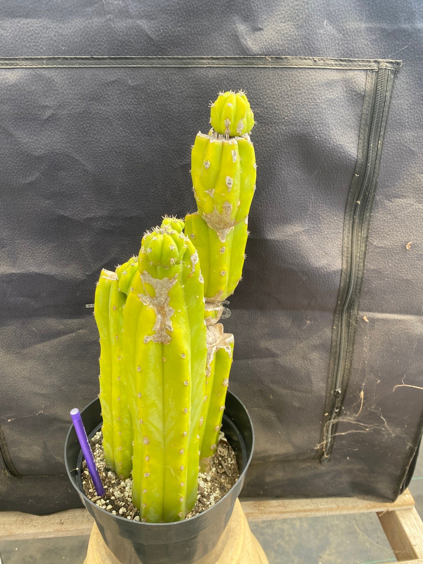 #EC25 EXACT Trichocereus Pachanoi "PC" Cactus 16,12,10-Cactus - Large - Exact-The Succulent Source