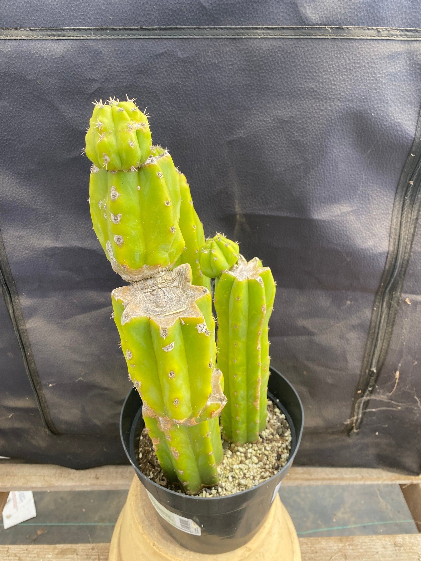 #EC25 EXACT Trichocereus Pachanoi "PC" Cactus 16,12,10-Cactus - Large - Exact-The Succulent Source