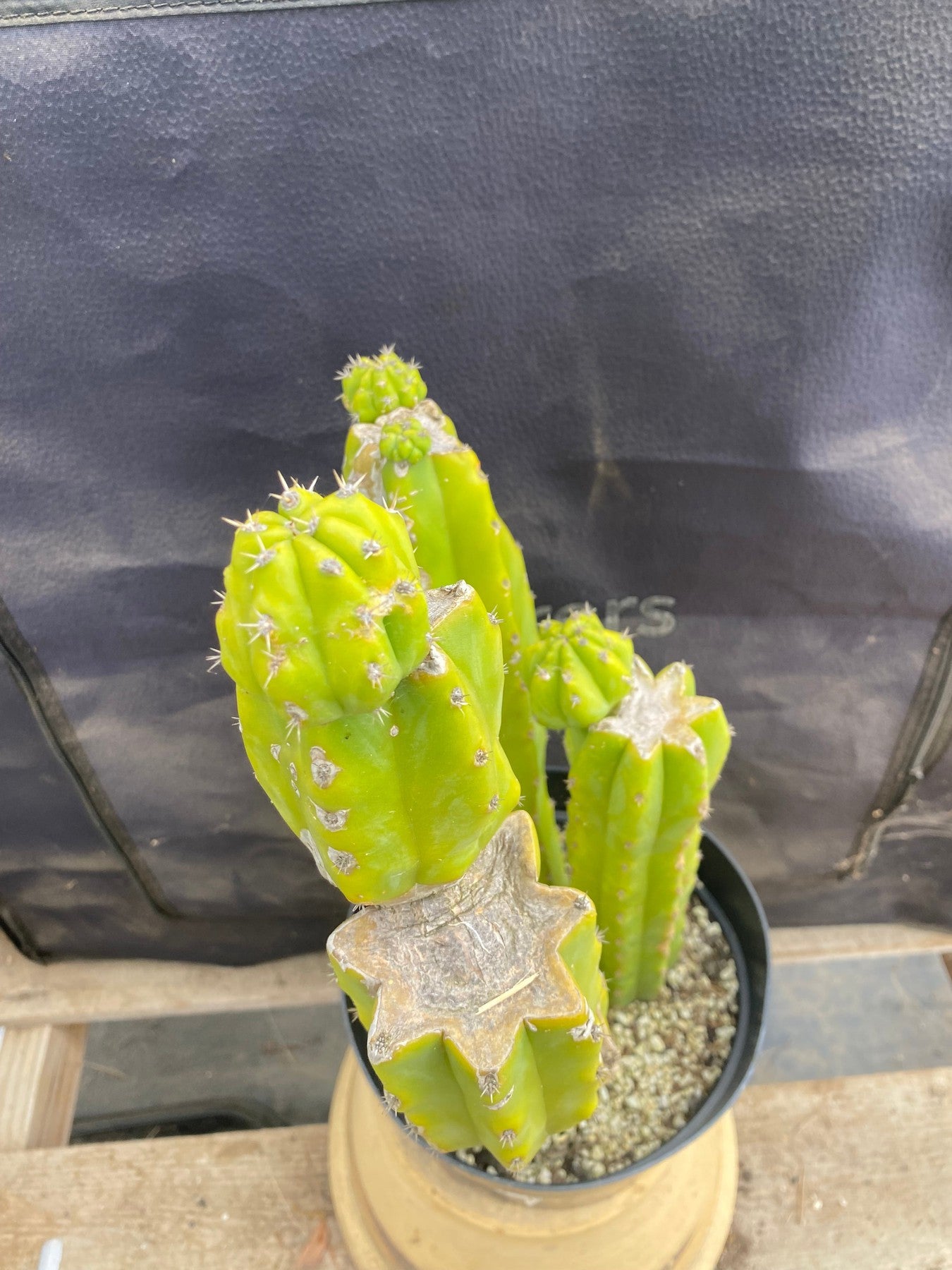 #EC25 EXACT Trichocereus Pachanoi "PC" Cactus 16,12,10-Cactus - Large - Exact-The Succulent Source