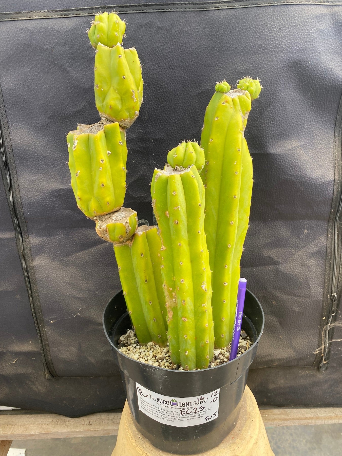#EC25 EXACT Trichocereus Pachanoi "PC" Cactus 16,12,10-Cactus - Large - Exact-The Succulent Source