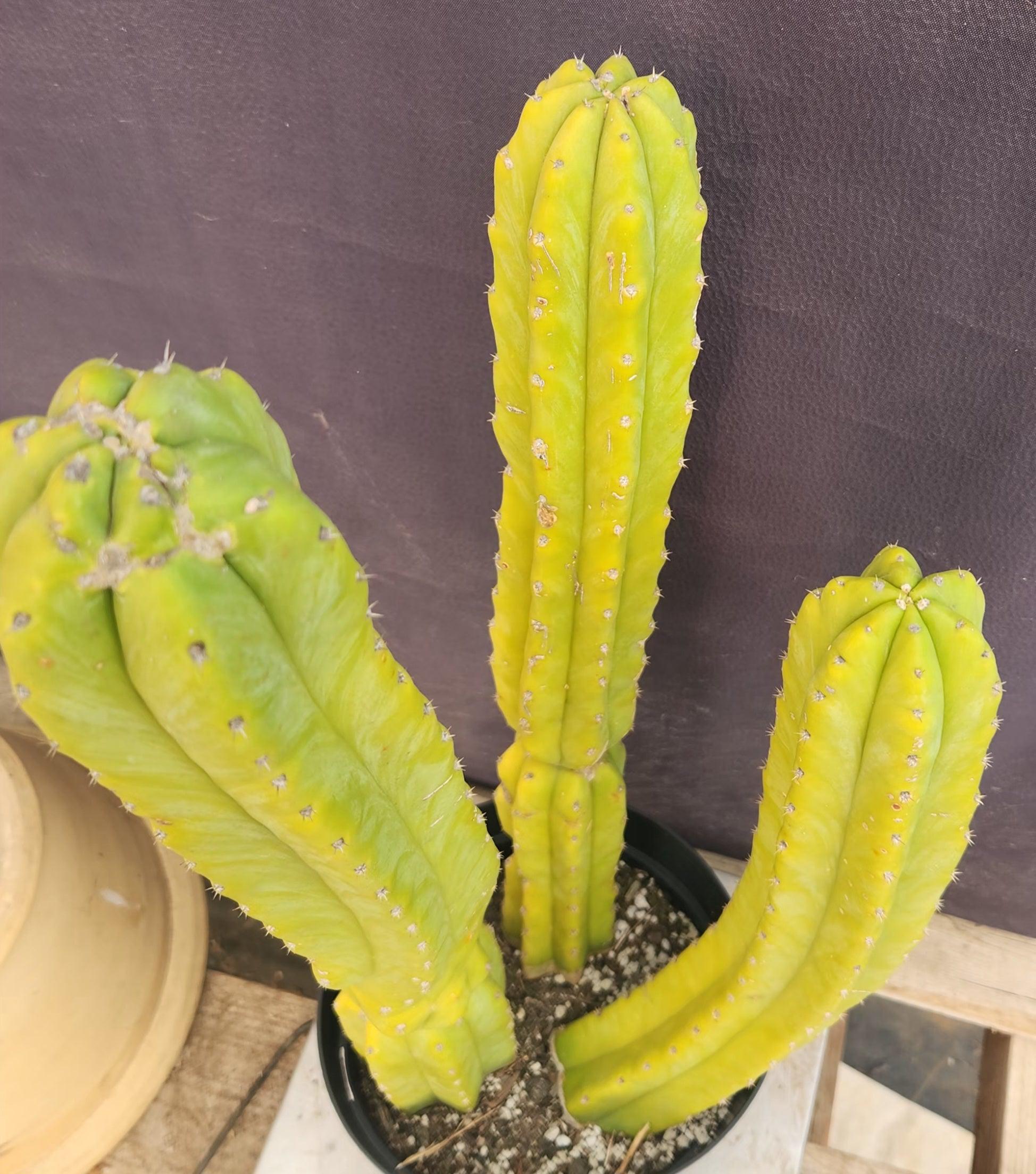 #EC25 EXACT Trichocereus Pachanoi "PC" Cactus 23, 20, 17'-Cactus - Large - Exact-The Succulent Source