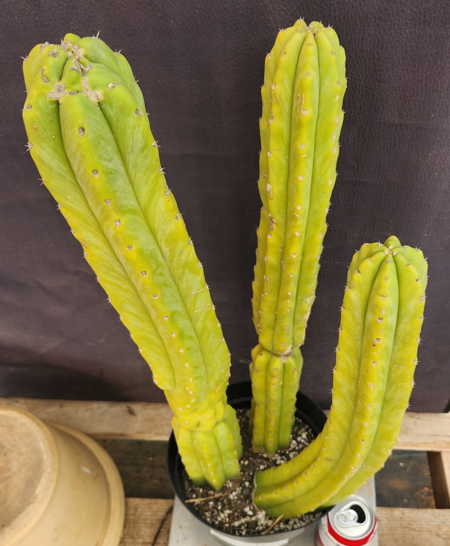 #EC25 EXACT Trichocereus Pachanoi "PC" Cactus 23, 20, 17'-Cactus - Large - Exact-The Succulent Source