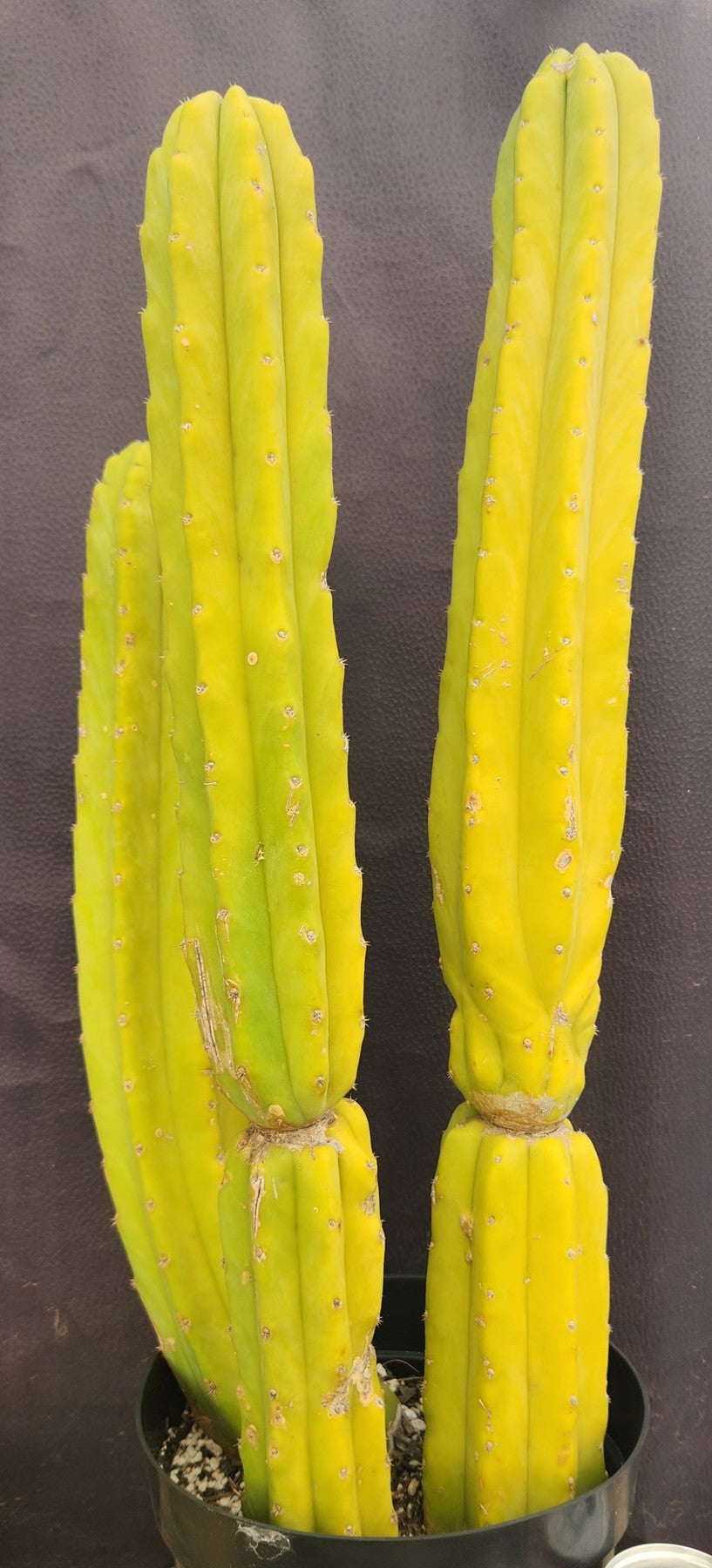 #EC25 EXACT Trichocereus Pachanoi "PC" Cactus 23, 20, 17'-Cactus - Large - Exact-The Succulent Source