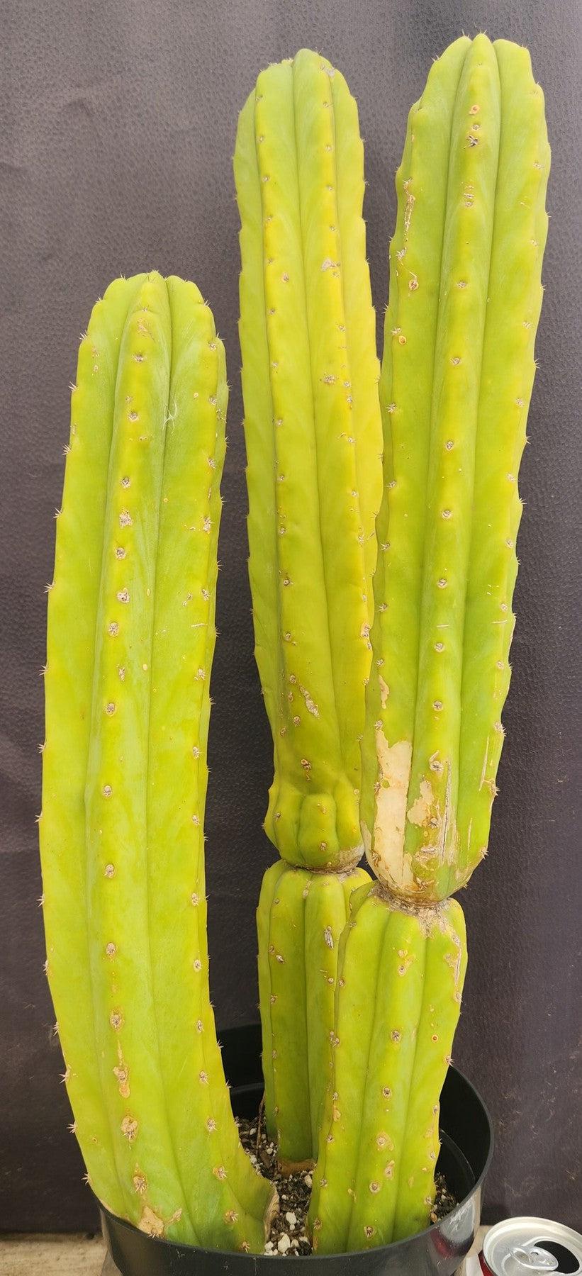 #EC25 EXACT Trichocereus Pachanoi "PC" Cactus 23, 20, 17'-Cactus - Large - Exact-The Succulent Source