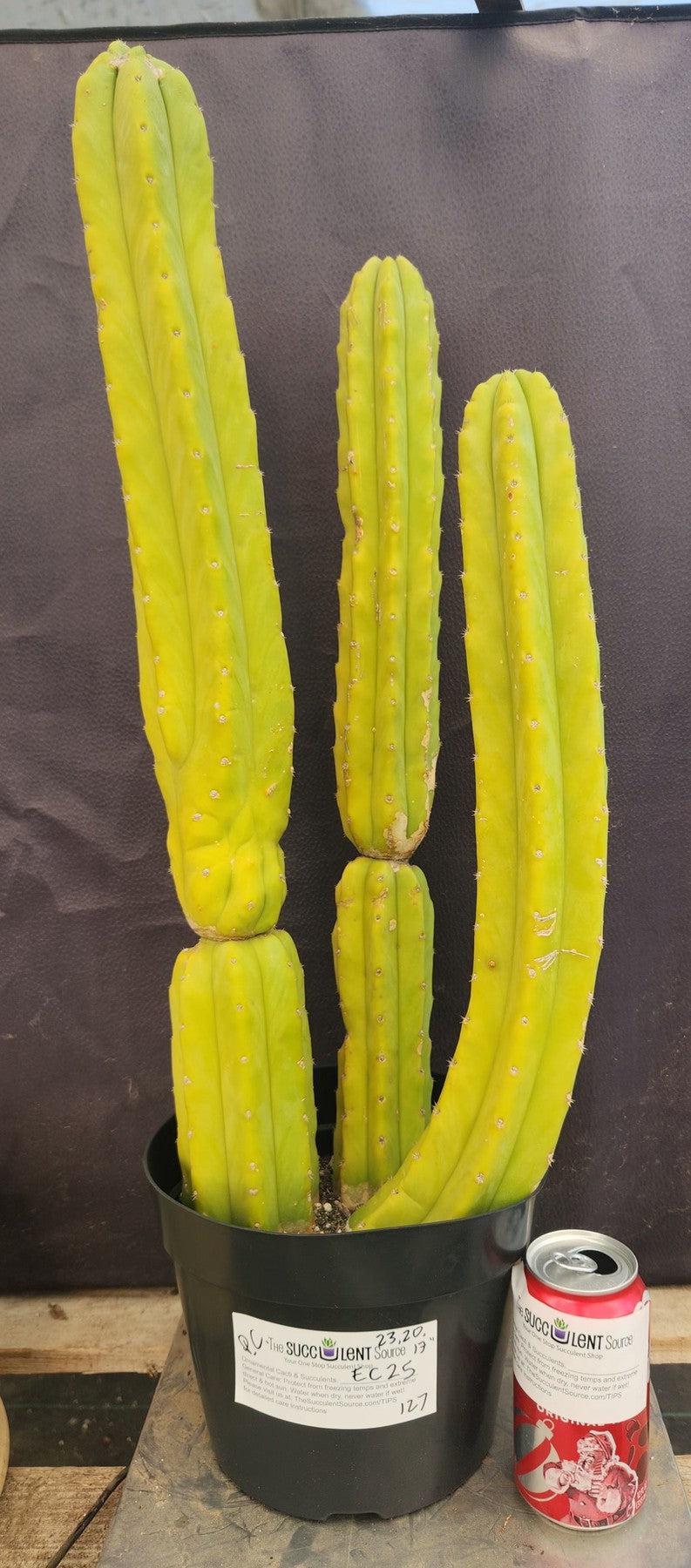 #EC25 EXACT Trichocereus Pachanoi "PC" Cactus 23, 20, 17'-Cactus - Large - Exact-The Succulent Source