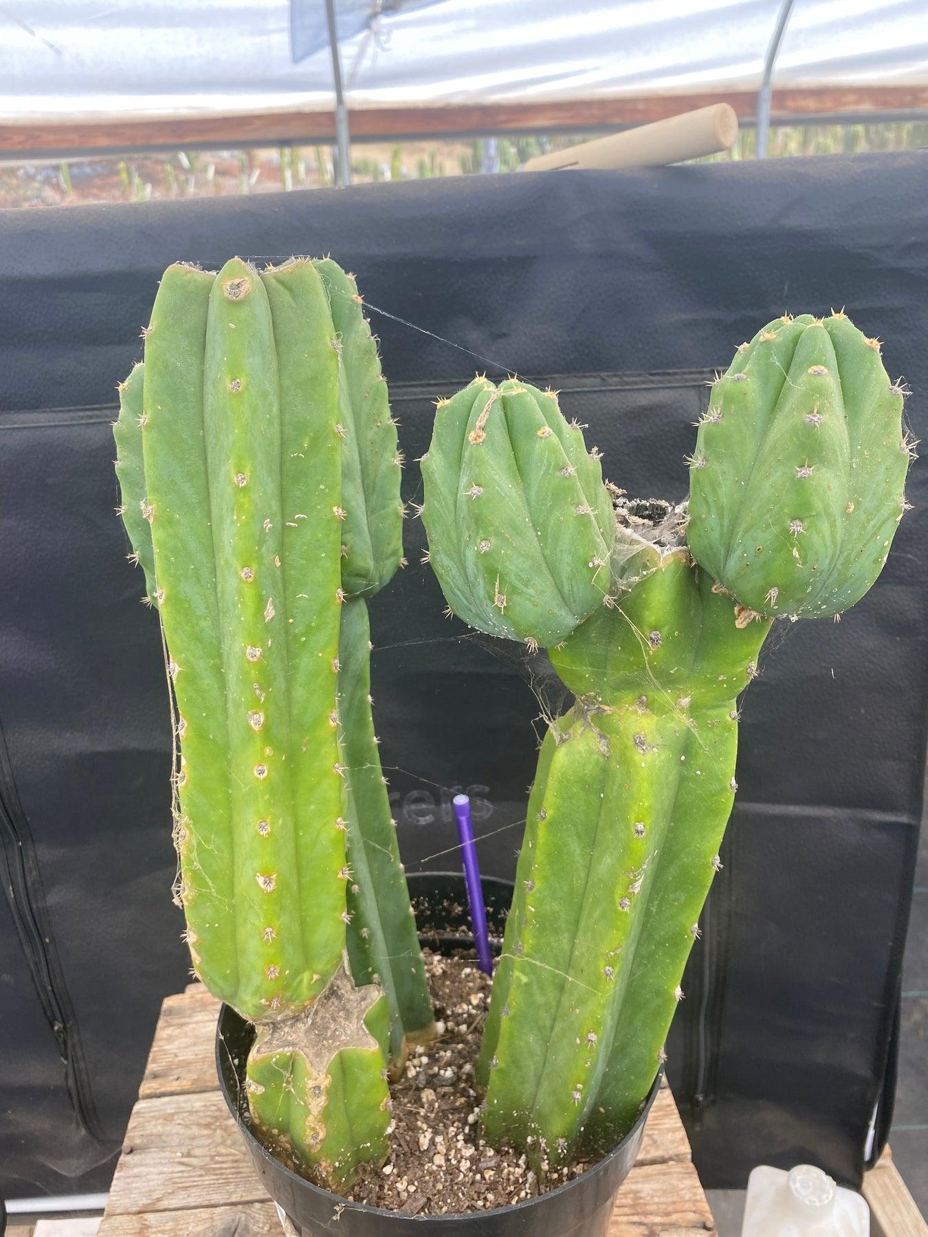 #EC25 EXACT Trichocereus Pachanoi "PC" Cactus-Cactus - Large - Exact-The Succulent Source