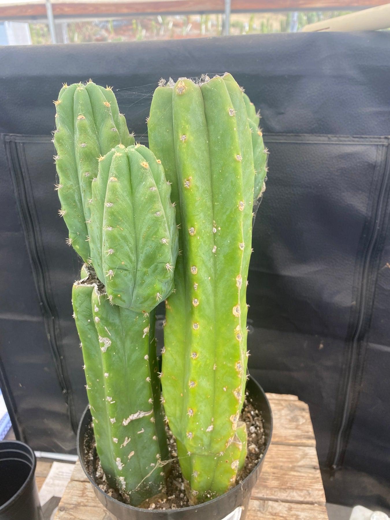 #EC25 EXACT Trichocereus Pachanoi "PC" Cactus-Cactus - Large - Exact-The Succulent Source