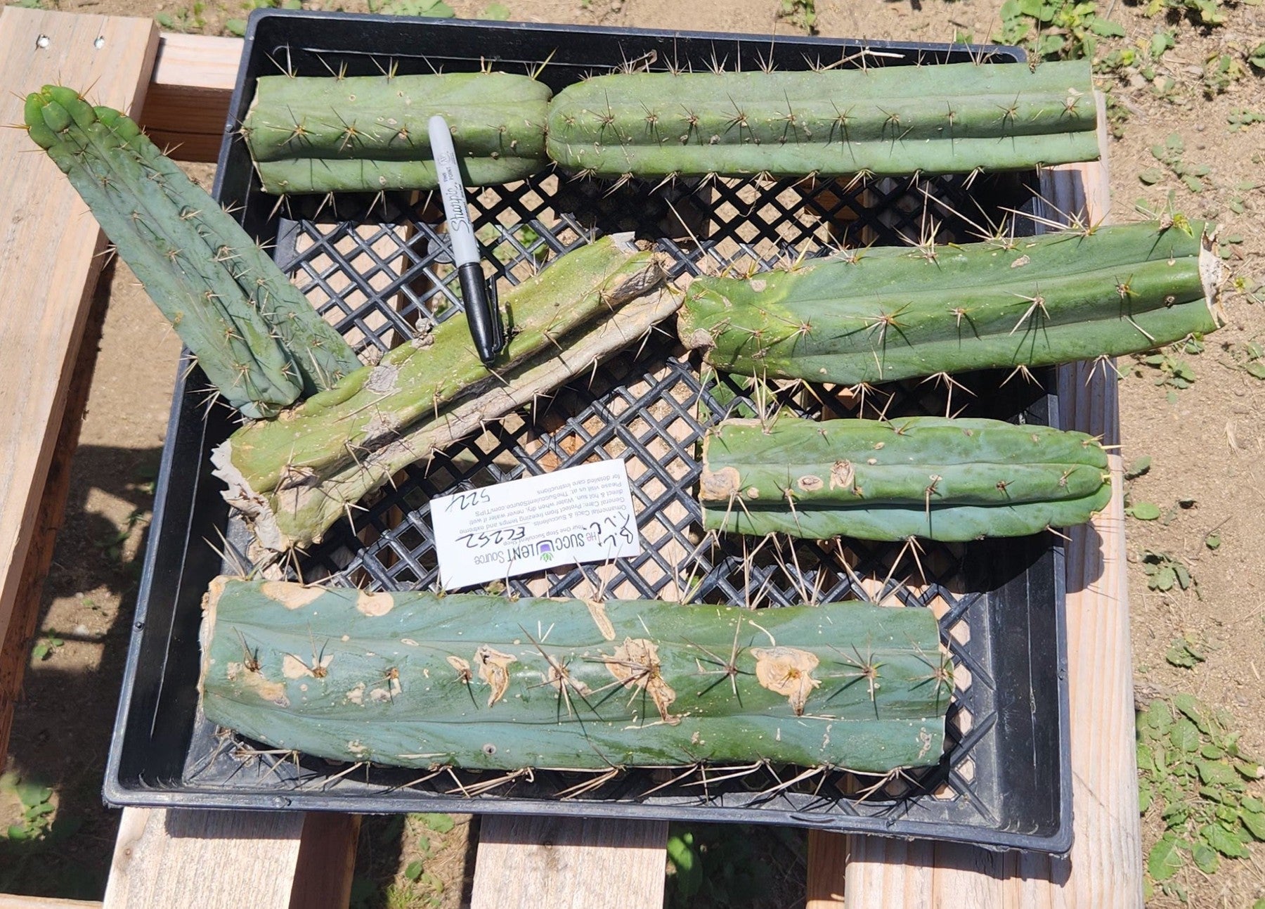 #EC252 EXACT Trichocereus Bridgesii TLC Bargain Cactus Cutting Lot +-Cactus - Large - Exact-The Succulent Source